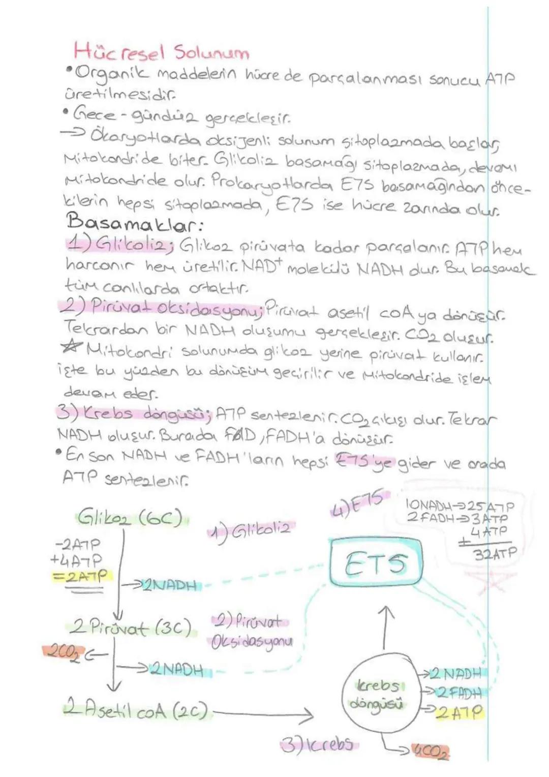 Konu Özetleri;
Enerji
• Canlıların yaşamsal faaliyetlerini sürdürebilmesi için
gerekli güçtür. Hücrede Metabolik olayların gerçekleşmesi
ene