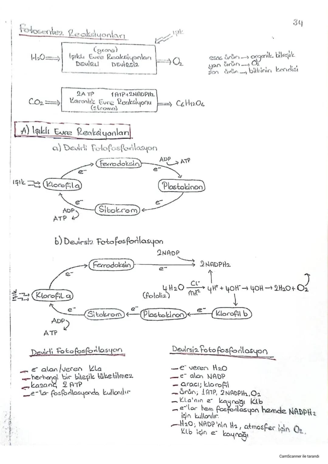 # FOTOSENTEZ
- amaç --> besin üretmek
- yan ürün --> $O_2$
- zamon --> gündüz
- yer --> kloroplast
- haminadde --> $CO_2$ (besinin C kaynağı