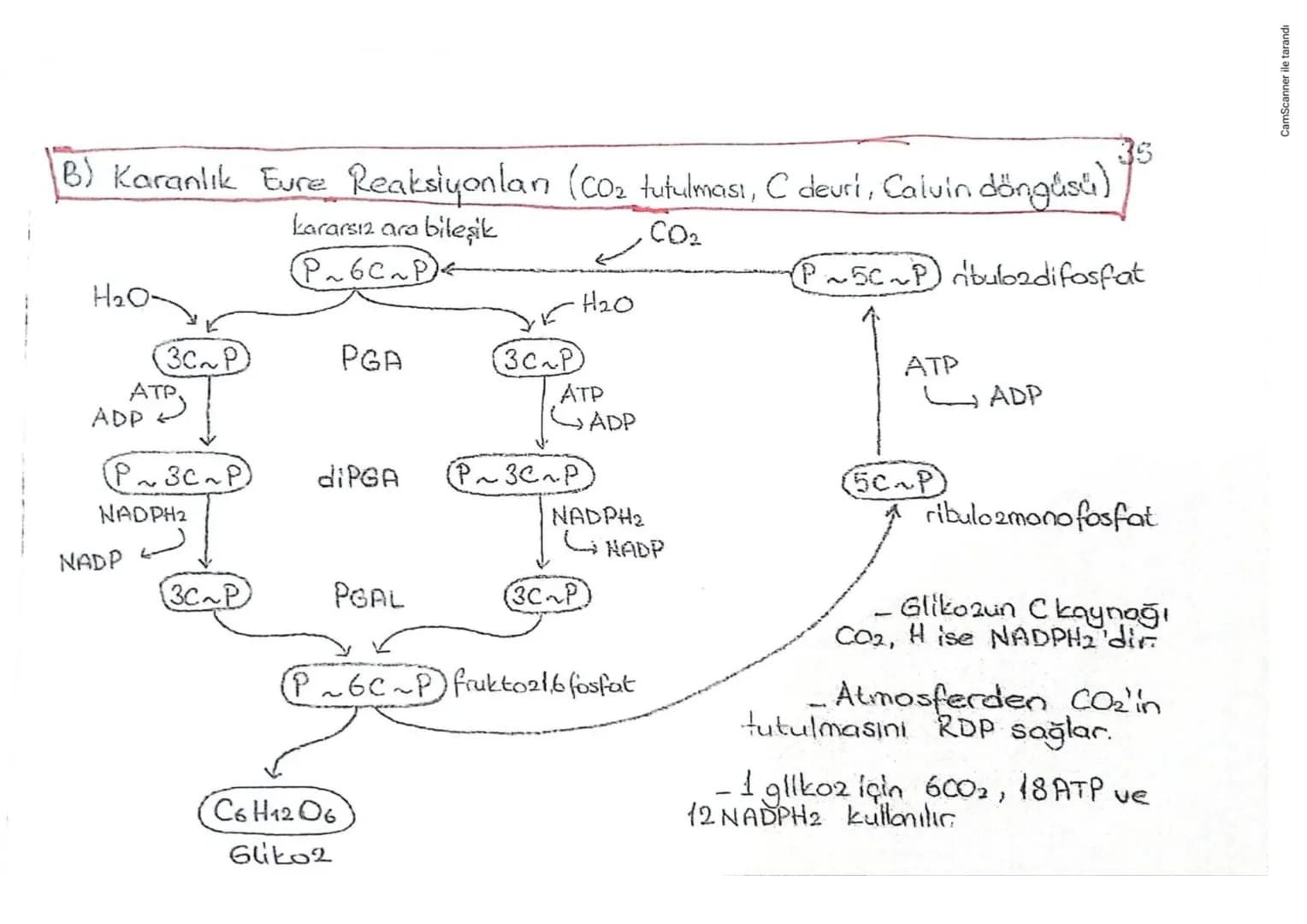 # FOTOSENTEZ
- amaç --> besin üretmek
- yan ürün --> $O_2$
- zamon --> gündüz
- yer --> kloroplast
- haminadde --> $CO_2$ (besinin C kaynağı