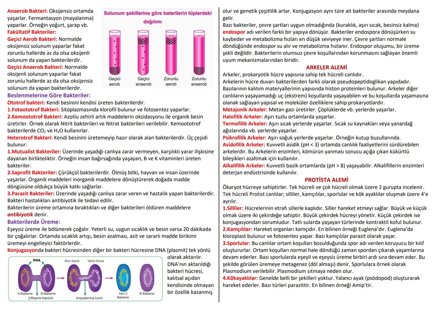 # CANLILAR DÜNYASI
Tür çeşitliliğinin çok olması canlıların tek tek incelenmesini imkânsız hale getirmektedir. Bu sebeple canlılar benzer öz