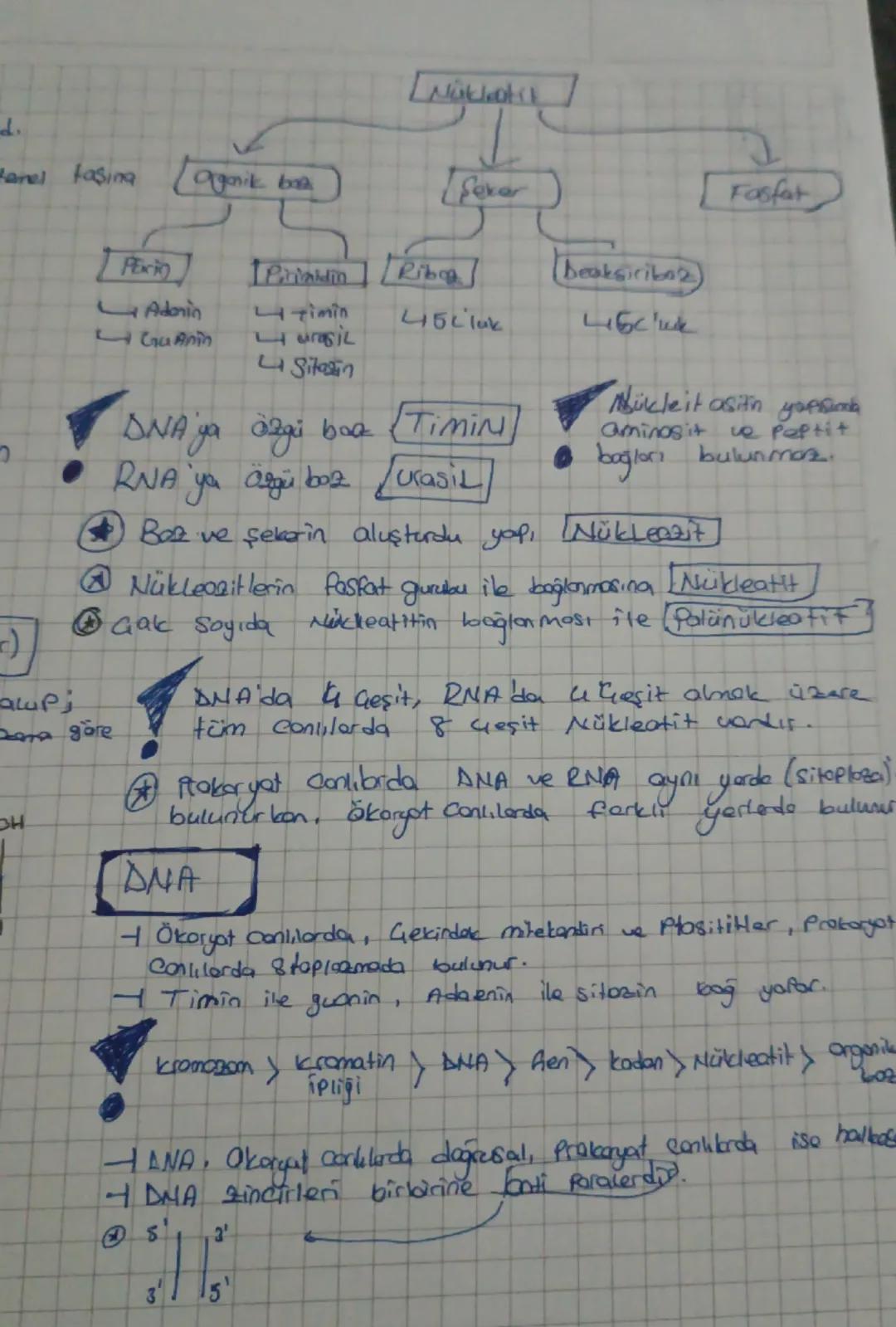 Nükleotit
d.
Panel taşina
Organik bas
(
Feker
Fasfat
PEx
Parimidin Ribog
Deaksiriboz
Adorin
Guanin
timin
urasil
45clak
46'шк
Mükleit asit