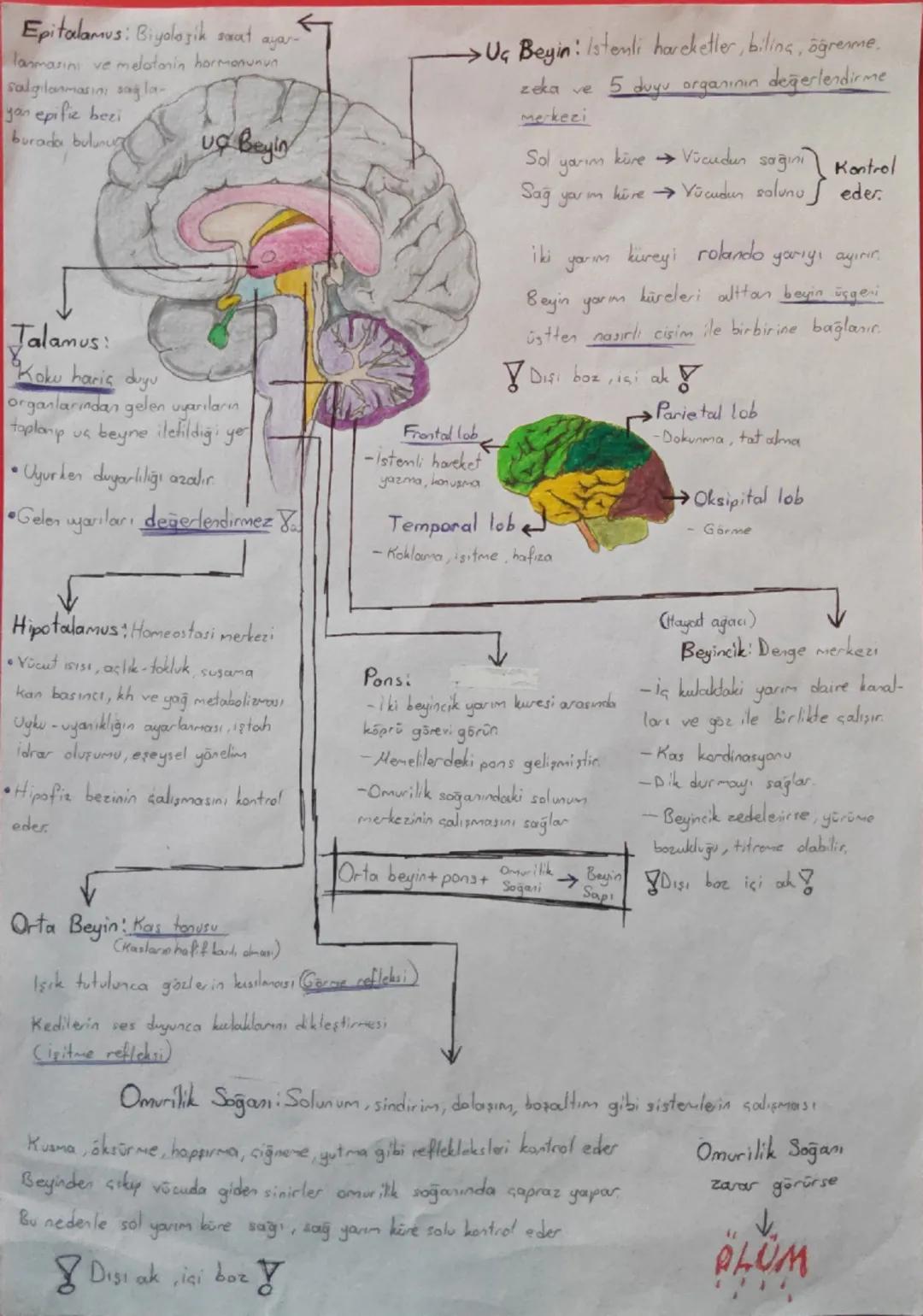 Epitalamus: Biyolojik saat aya
lanmasını ve melatonin hormonunun
salgılanmasını sağla
yon epifie bezi
burada bulunur
U Beyin
Jalamus:
Koku