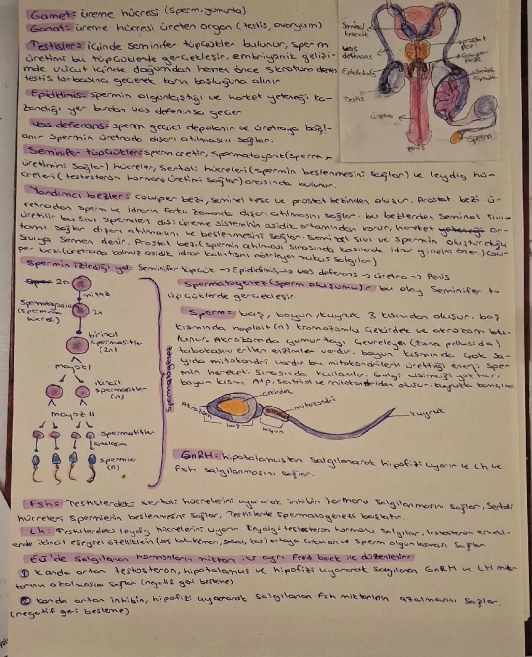 Erkek üreme sistemi