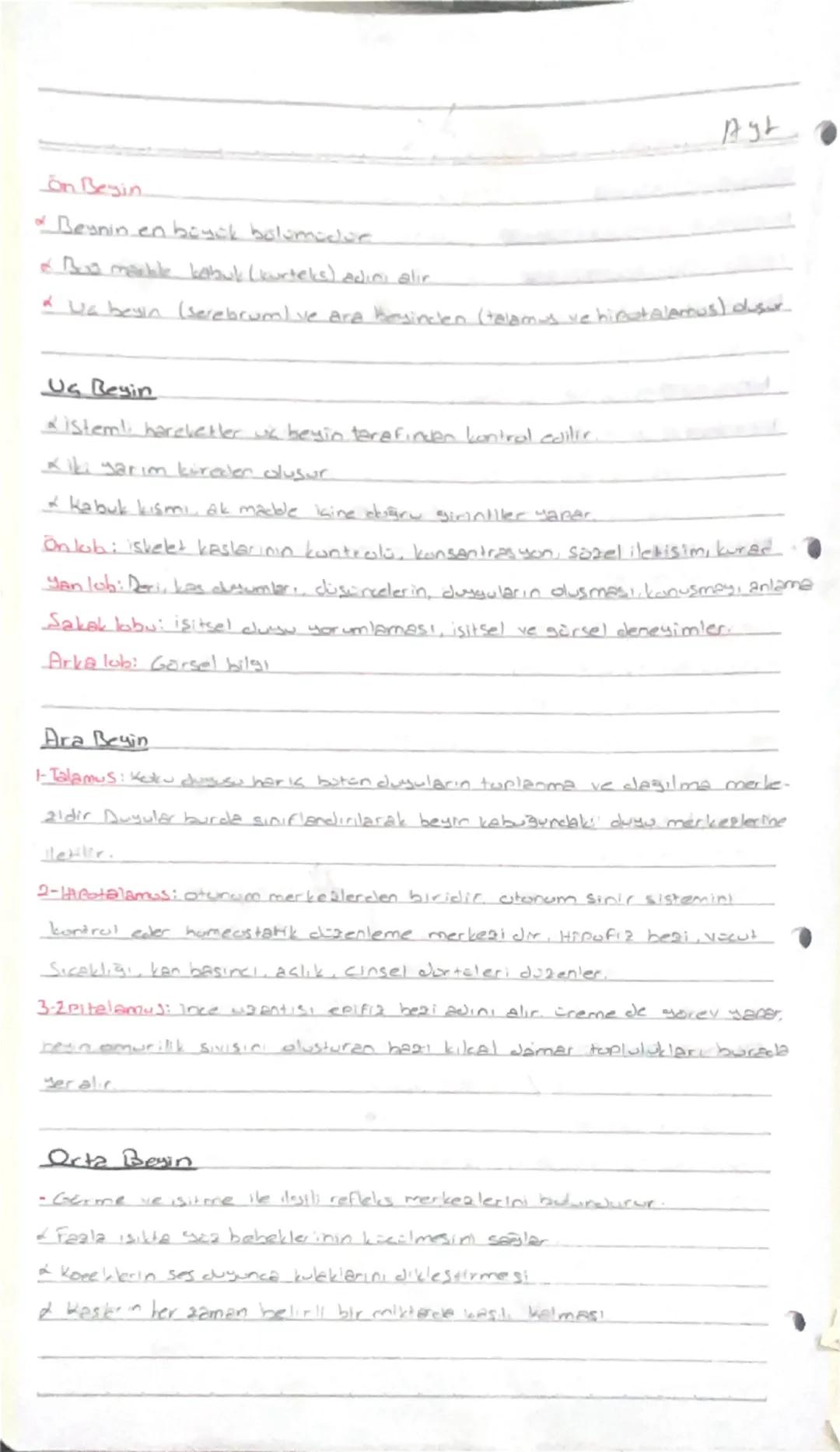 Ayt
On Begin
• Beynin en boyak bolamador
&B markle kabuk (kurteks) adını alır.
* Wa besin (serebrum) ve ara besinden (talamus ve hipotalamus