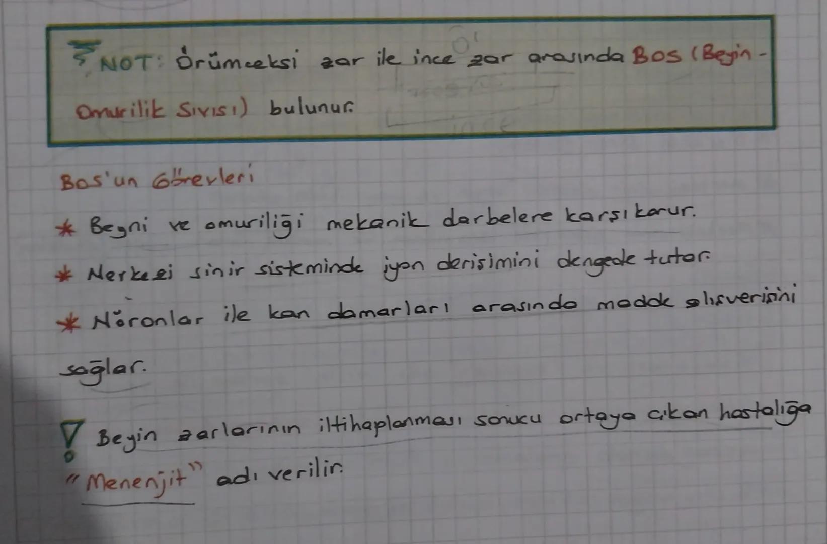 * insanda Sinir Sistemi
insanda sinir sistemi merkezi sinir sistemi ve çevresel sinir
sistemi olarak iki başlık altında incelenir.
Merkesi S