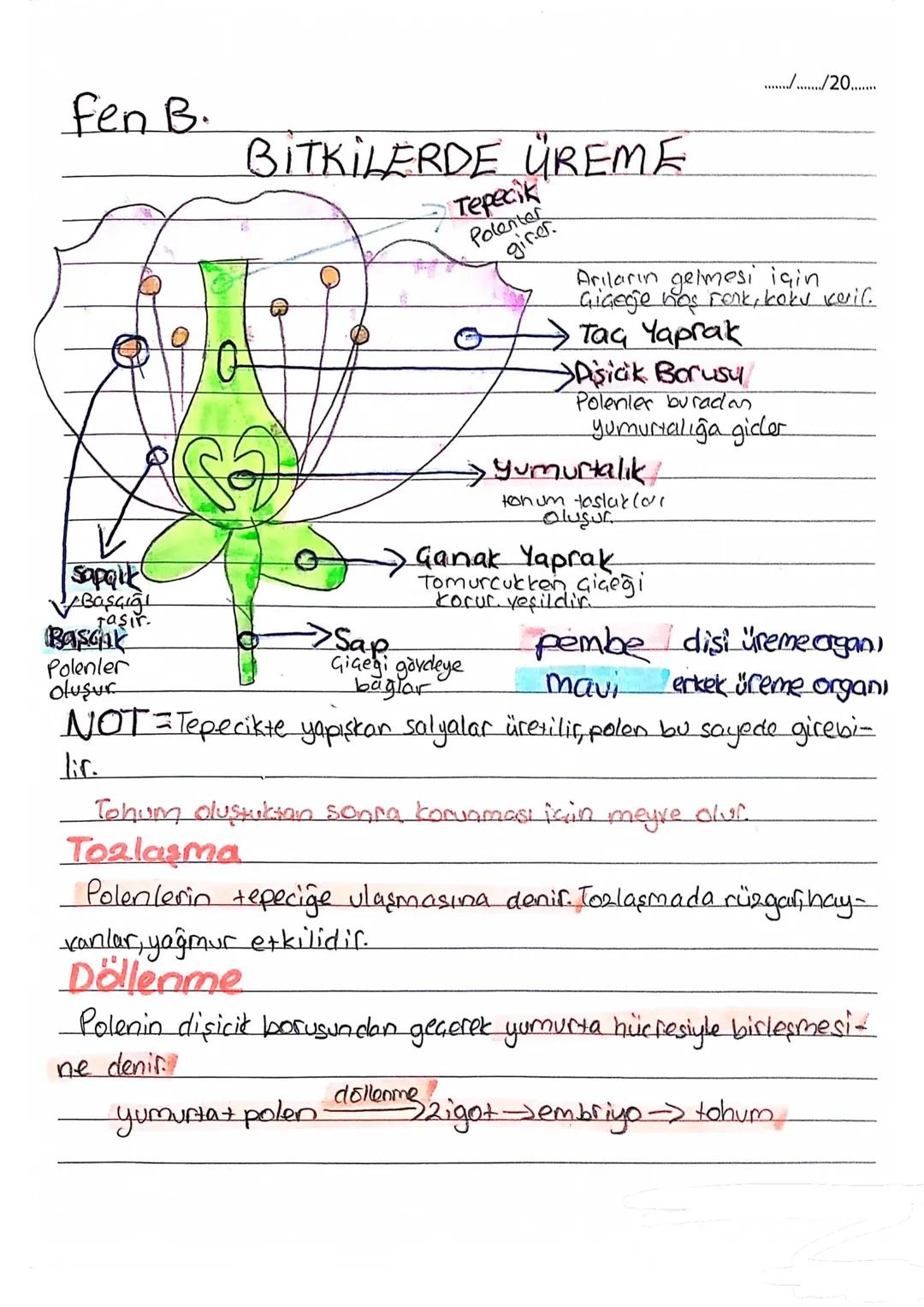 Fen B.
................./20.......
sapaik
Başçığı
Jaşır.
Basak
Polenler
oluşur
BİTKİLERDE ÜREME
-->Sap.
Tepecik
Polenter
girer
Arıların gelm
