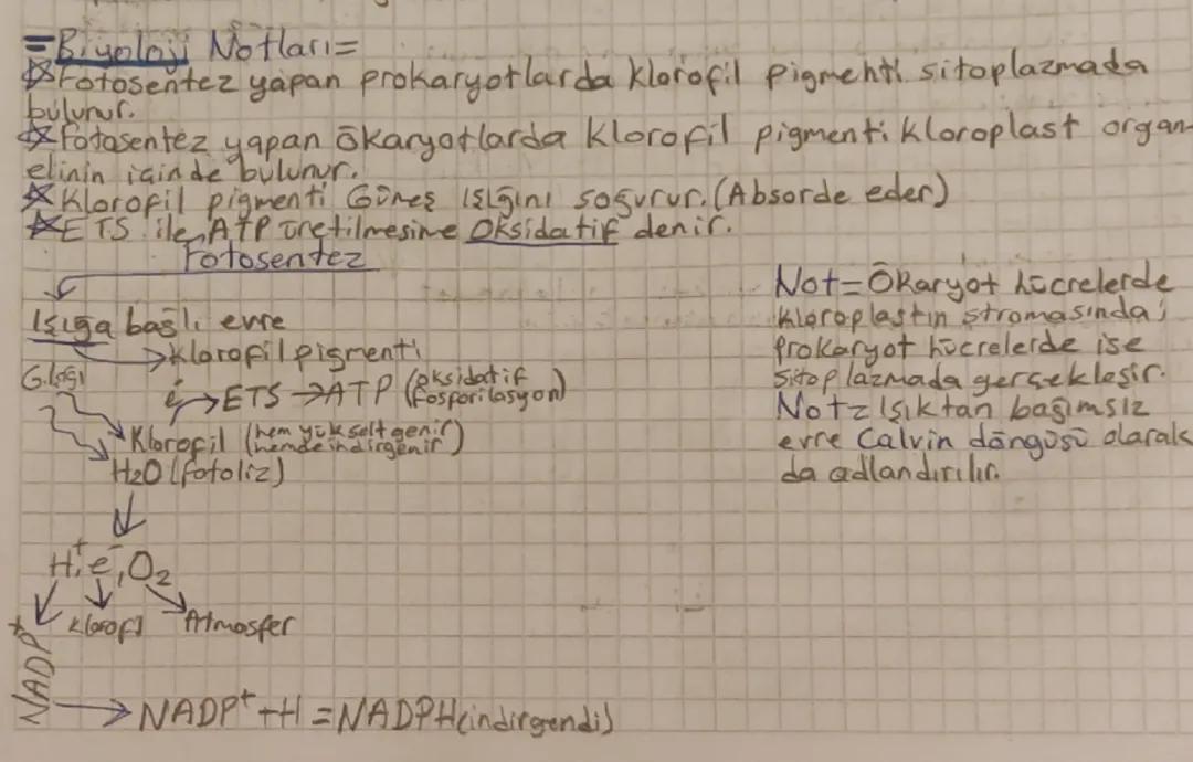 Biyoloji Notları