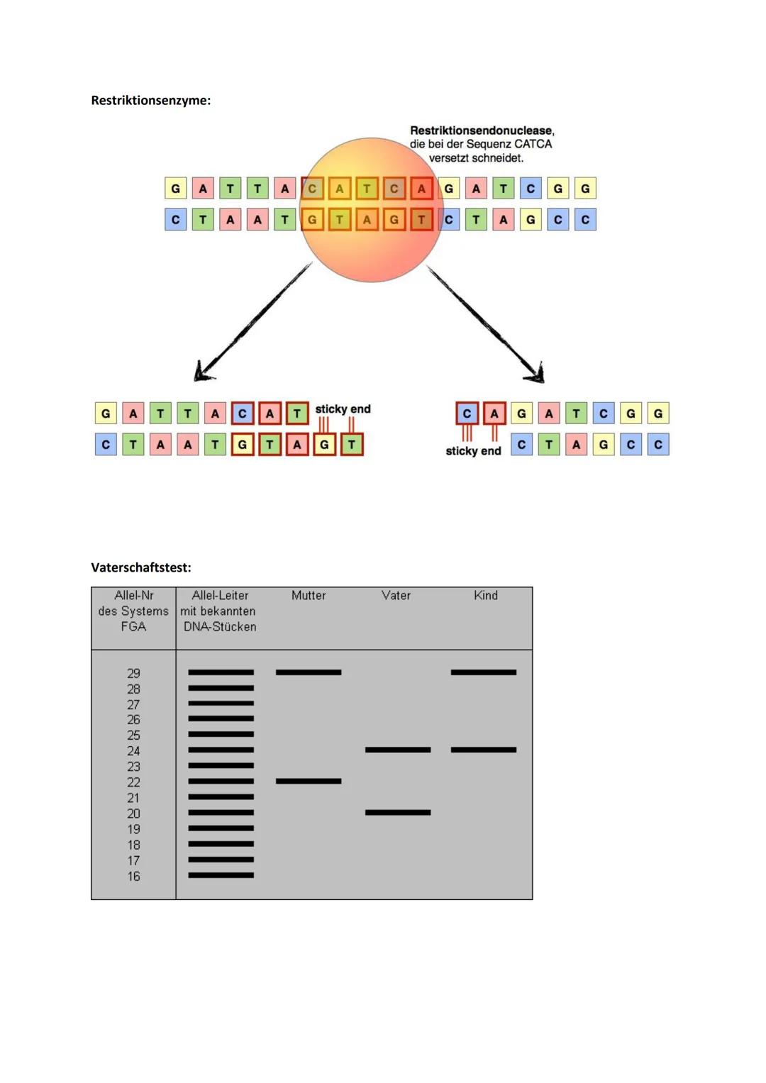 # Genetik
Begriffe Genetik:
Allel
Autosomen
Bakteriophagen
Codieren für etw.
Crossing-over
denaturieren
Dihybrider Erbgang
diploid