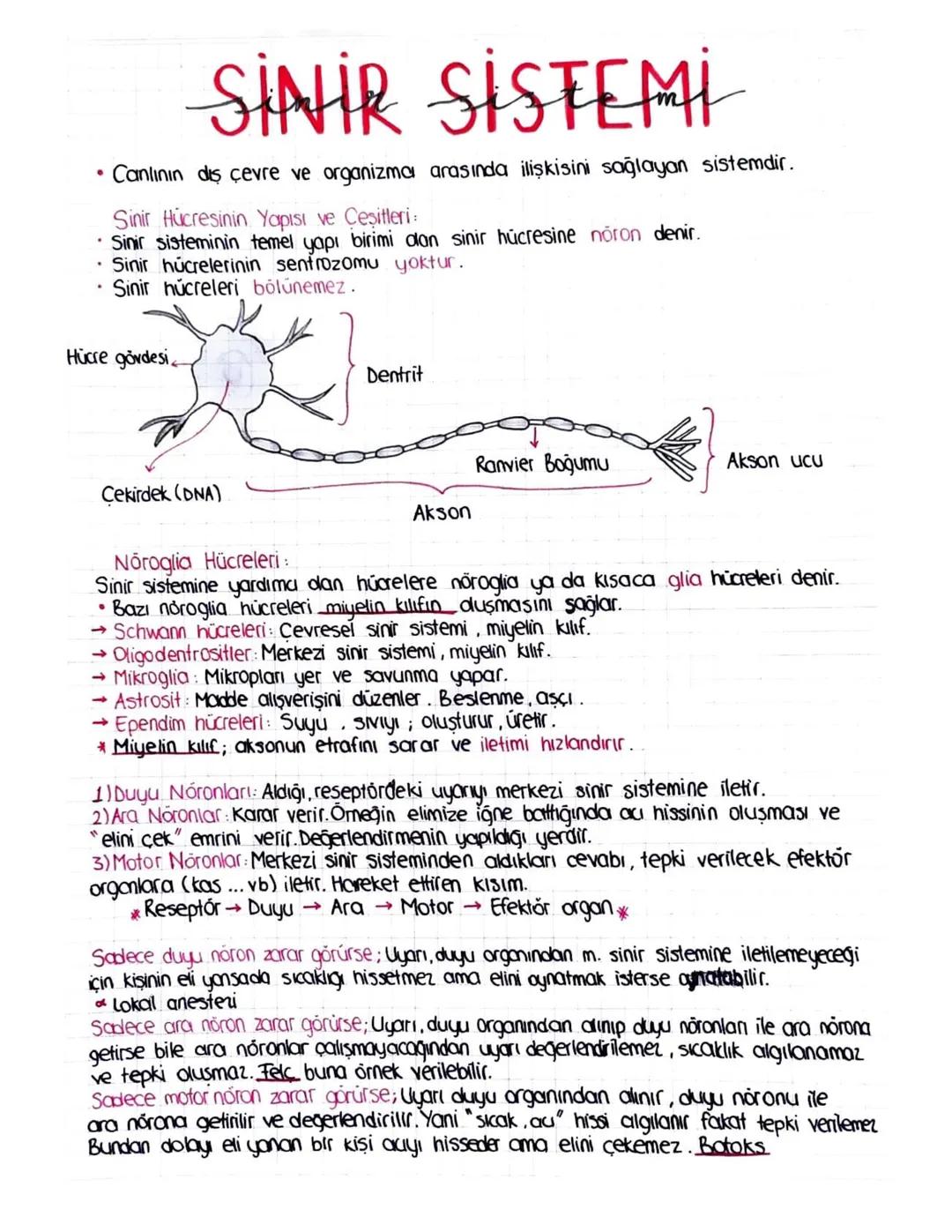 Biyoloji sinir sistemi