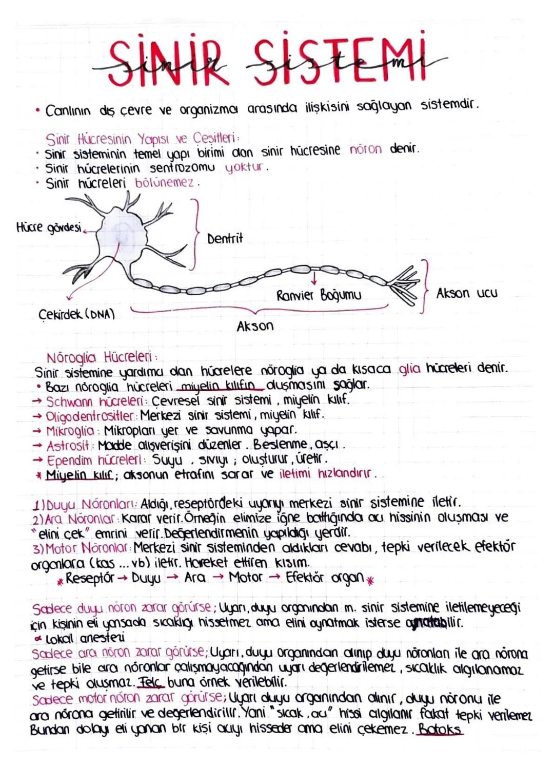 SİNİR SİSTEMİ
Canlının diş çevre ve organizma arasında ilişkisini sağlayan sistemdir.
Sinir Hücresinin Yapısı ve Çeşitleri:
Sinir sisteminin