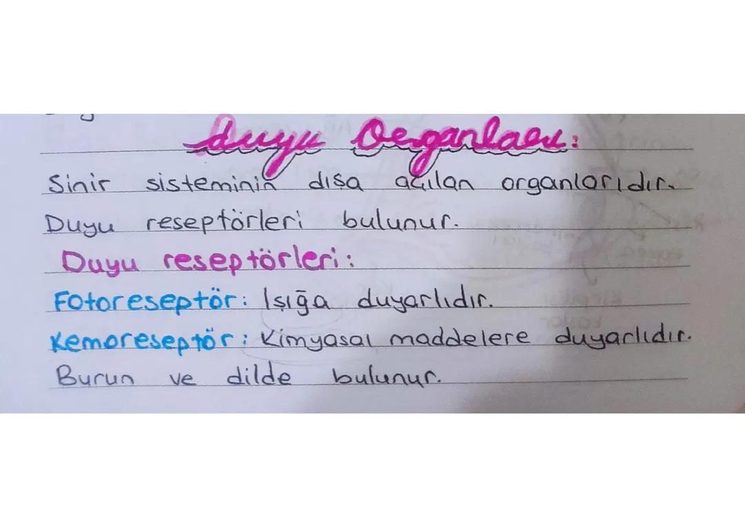 Duyu Organları