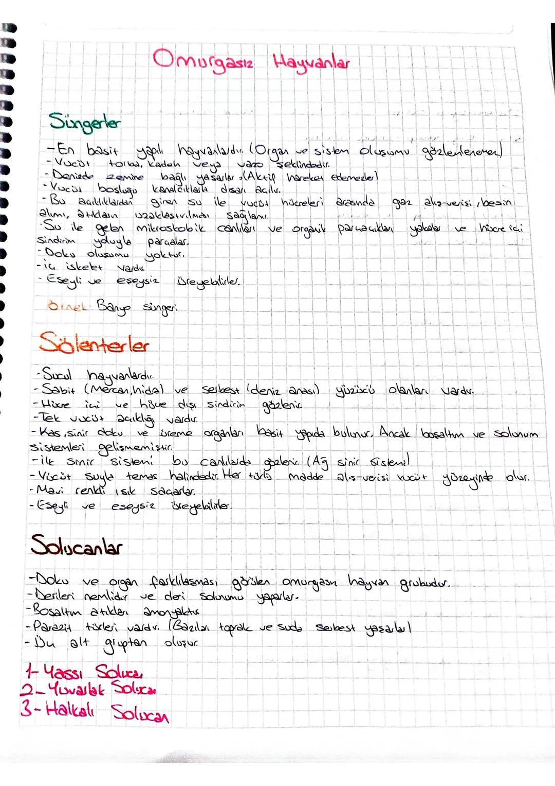 Omurgasız Hayvanlar
Süngerler
-En basit yapılı hayvanlardır. (Organ ve sisten oluşumu gözlenleremer)
- Vucul torba, kadah veya vazo şeklind