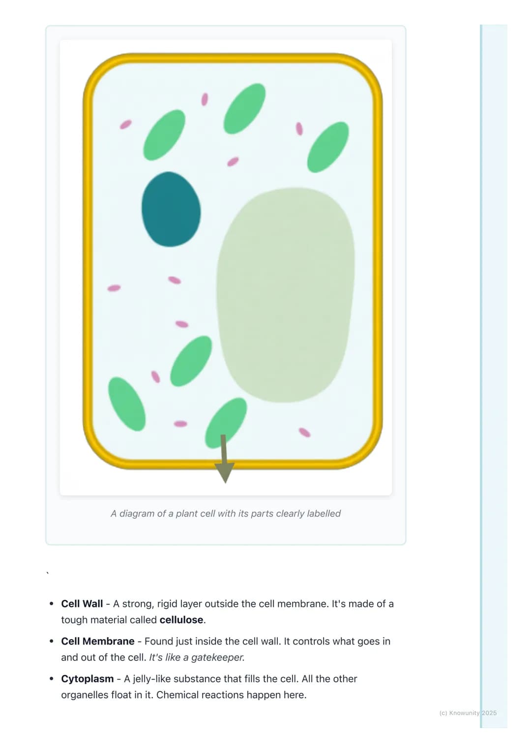 # Plant Cells
## Introduction to plant cells
Plant cells are the basic building blocks of all plants, from tiny moss to giant
trees. They