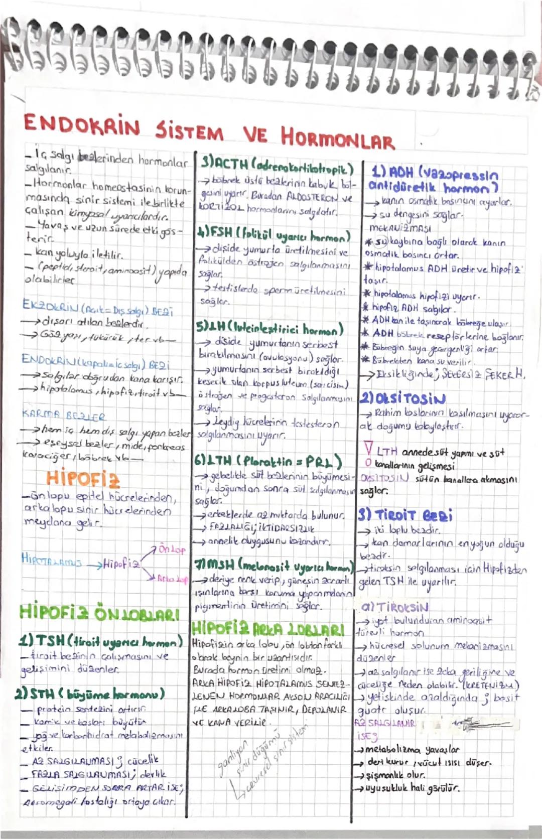 ENDOKRIN SISTEM VE HORMONLAR
Salgılanın
IG salgi beslerinden hormonlar (3)ACTH (adrenokortikotropik) | 1) ADH (vazopressin
-Hormonlar homeos