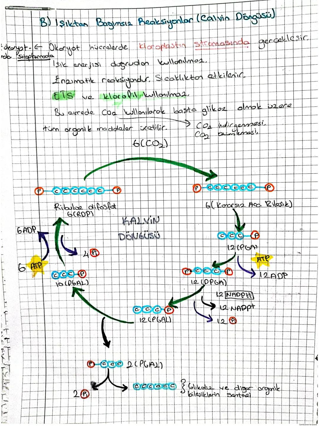 Gronm
Koroplast
Fotosentez Reaksiyonları.
H20
Bagimh
Preobsijung
NAOpt
HOPE
Sikto
Boqimsiz
Recksyon
ATP
Napery
02
2 aca
basandete
gerçekleşi