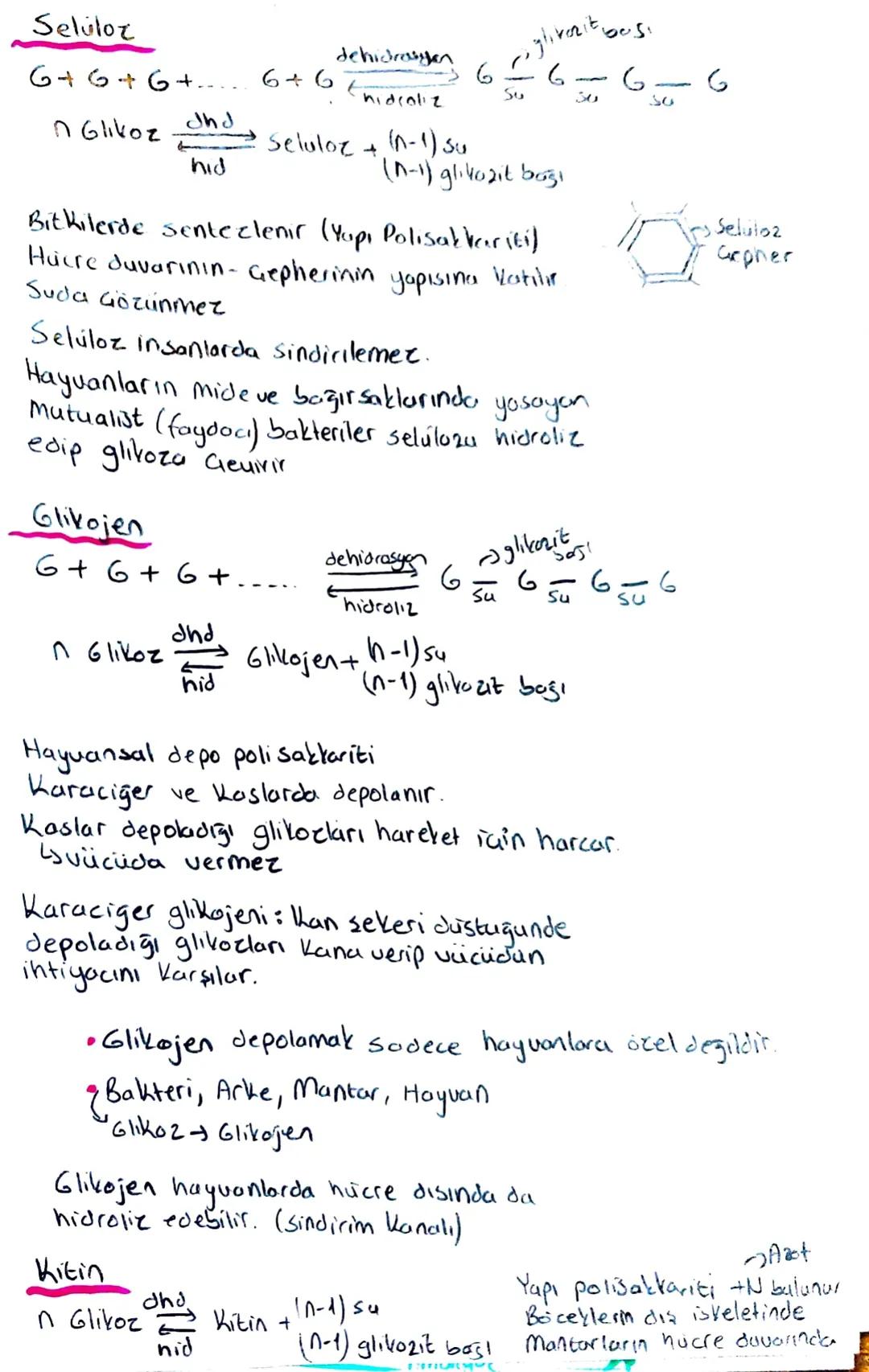 - ORGANIK BİLESİKLER
Genel özellikler
Dehidrosyonda ATP harcani
Hidrolizde ATP harcanmoz
•Yapıcı, onarıcı ve enerji verici
•Sentezlenirler