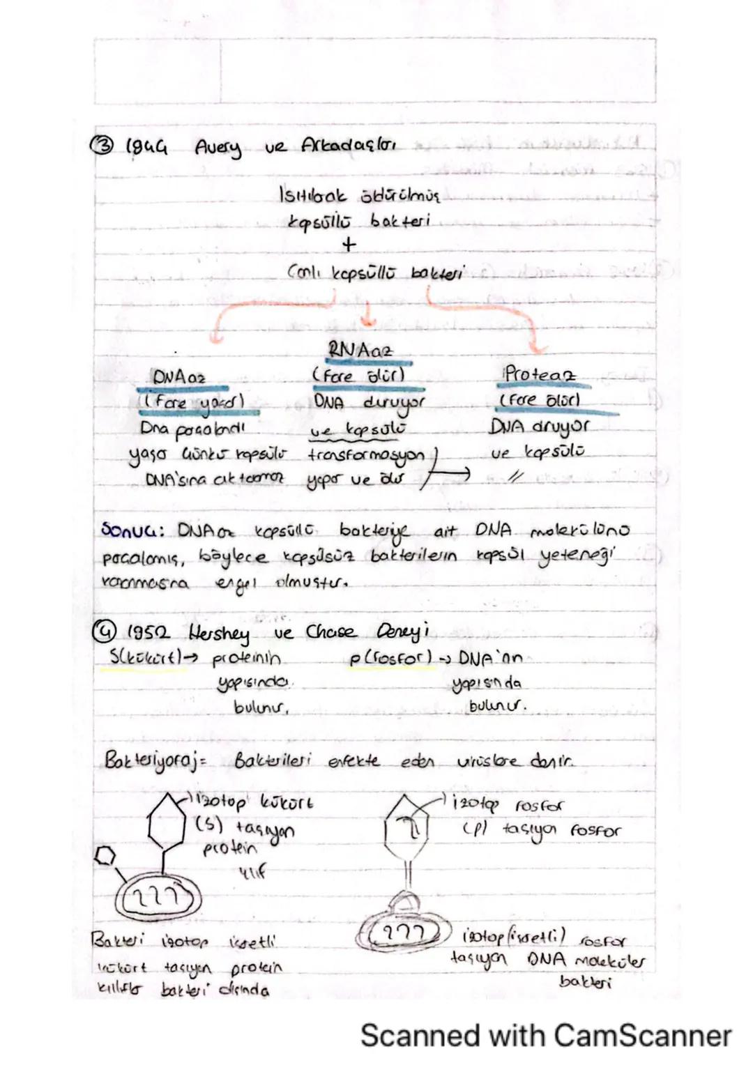 Wokkik Asitlerh yapisive Ceritleri
* ilk kez çekirdekte keşfedildiği için
anlamında nüklock asit ismi verimistic.
Gekirdek asidi
* Nokbikasi