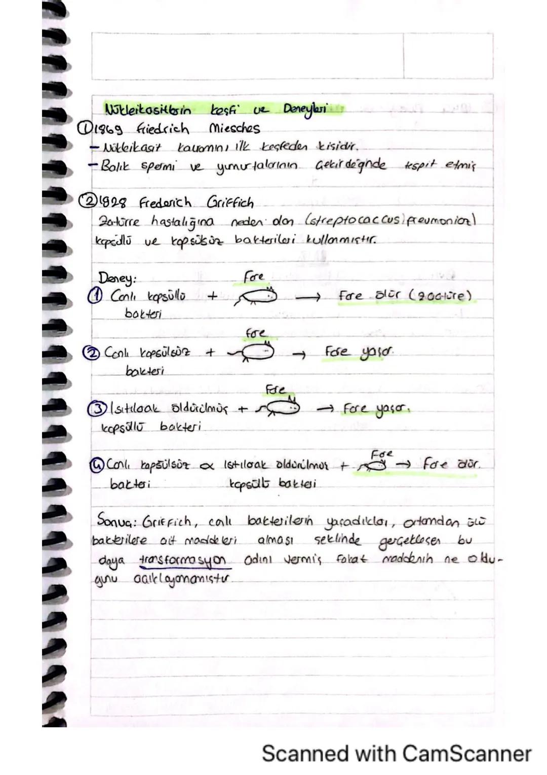 Wokkik Asitlerh yapisive Ceritleri
* ilk kez çekirdekte keşfedildiği için
anlamında nüklock asit ismi verimistic.
Gekirdek asidi
* Nokbikasi