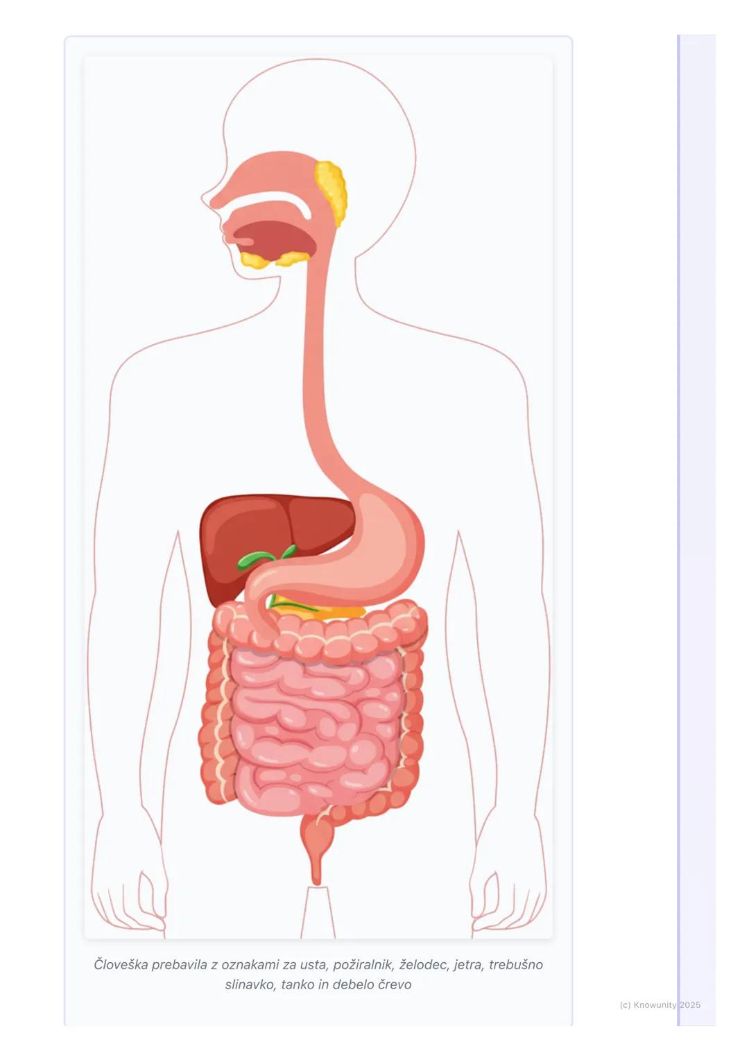 # Prebavila
Kaj so prebavila in zakaj so pomembna
Prebavila so skupina organov v našem telesu, ki delujejo skupaj, da prebavijo
hrano. Pre