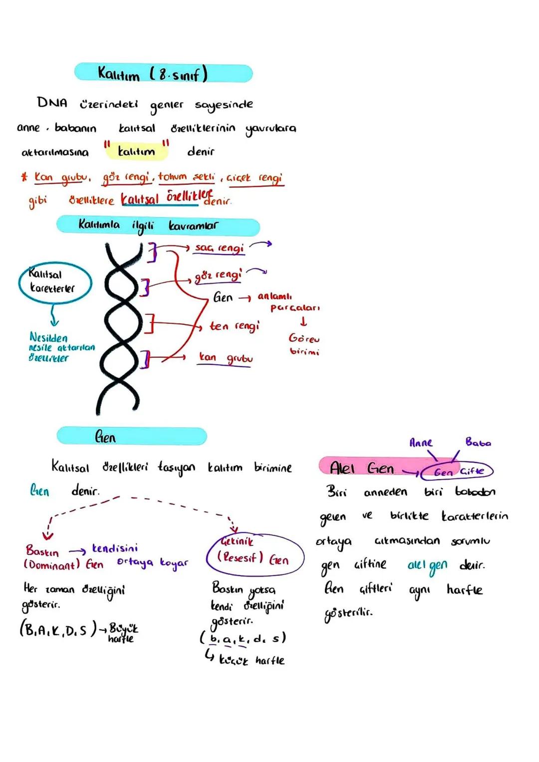 Kahverengi
Göt
(火) 6
Mavi
607
(と)
9
Kıvırcık Saç
(K)
D2
Saç
(と)
Siyah Saç
Kahverengi Sog
Dil yuvarlama
Dil yuvarlayamama
Uzun kirpikli
