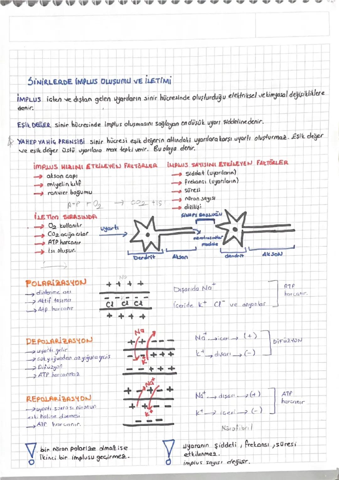 SINIR SISTEMI
DOKU YAPI VE GÖREV BAKIMINDAN AYNI OLAN HÜCRELERİN BİR ARAYA GELEREK OLUŞTURDUĞU TOPLULUGA DENİR.
DokULARI (NCELEYEN BİLİM DAL