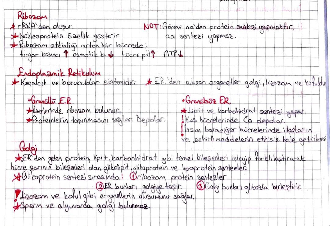 Biyoloji Hücre Organelleri