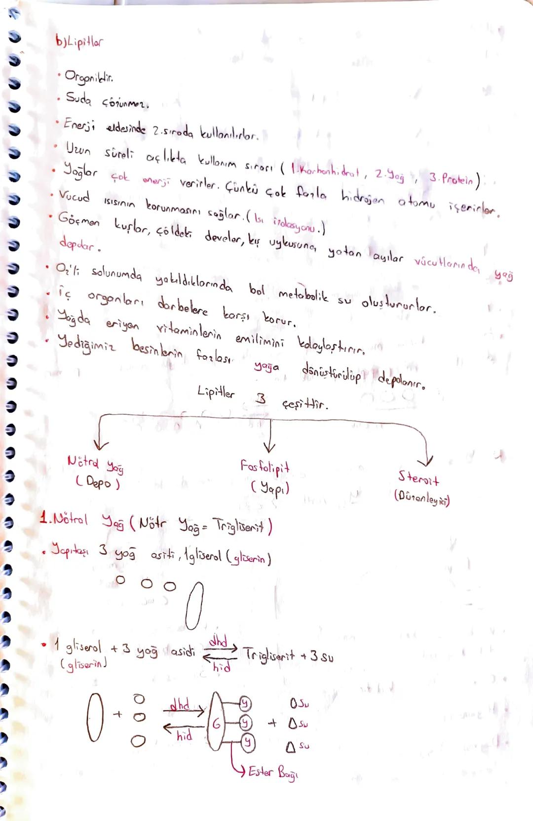 b)Lipitler
Organildir.
Suda çorunmez.
Enerji eldesinde 2. sırada kullanılırlar.
Uzun süreli açlıkta kullanım sırası (1. Karbonhidrat, 2.Yağ,