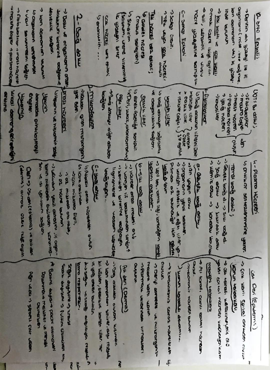 Duys Oraphicar
Reseptor Dig Dreamdaki
değişiklikler algılayer zellesmis
hücreler
1- Fatoreseptorier
↳ işığa kaşı duyamıdır. @szde bulunur.
4