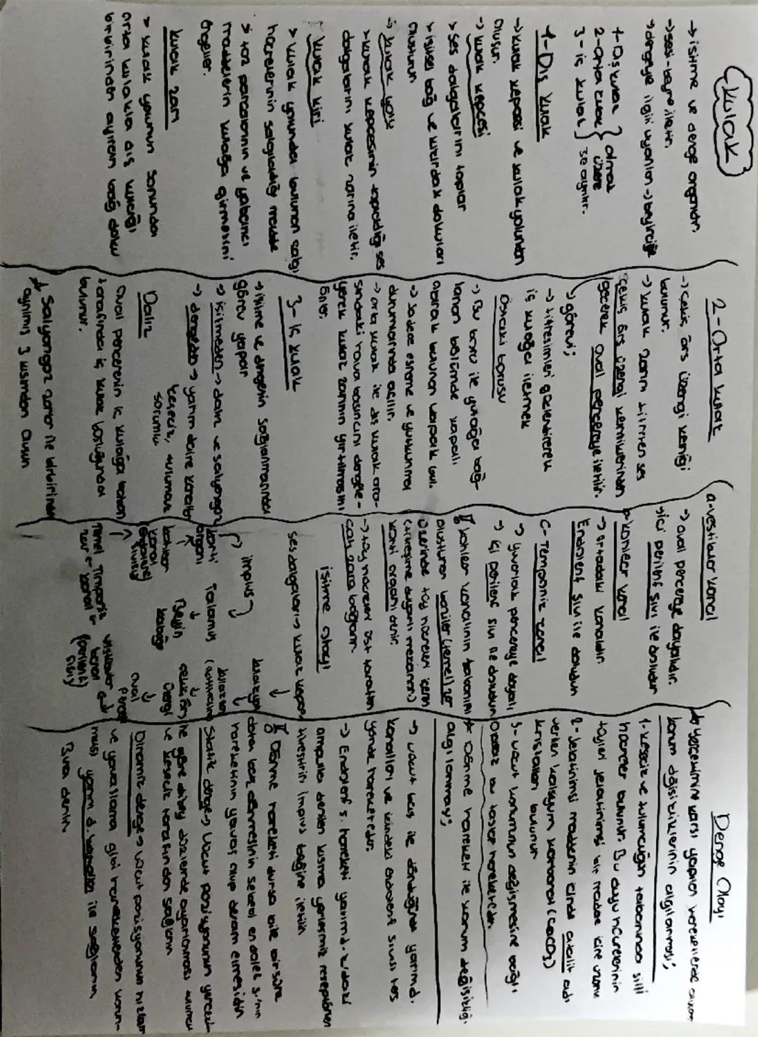 Duys Oraphicar
Reseptor Dig Dreamdaki
değişiklikler algılayer zellesmis
hücreler
1- Fatoreseptorier
↳ işığa kaşı duyamıdır. @szde bulunur.
4