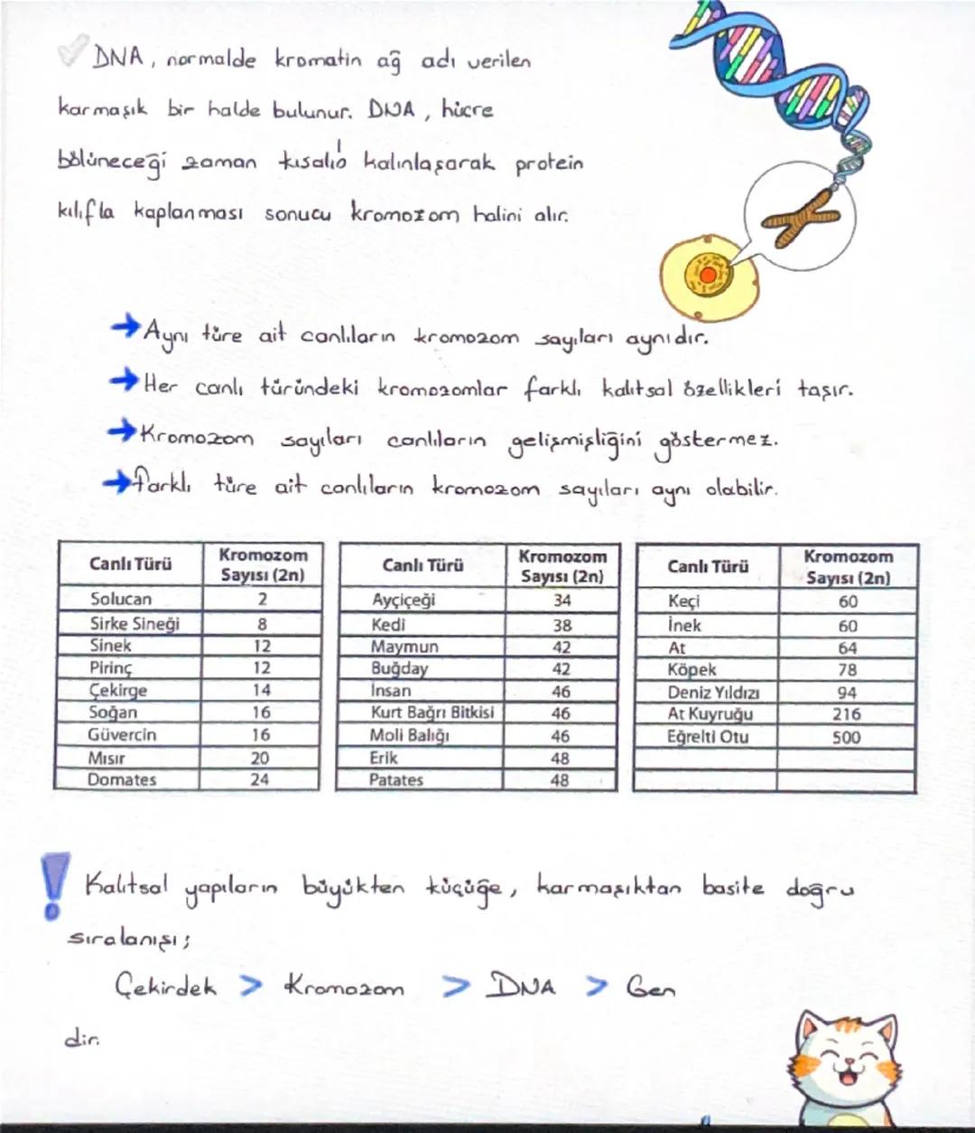 ΣHÚC
HÜCRE
K
Canlıların, canlılık özelliği gösteren en küçük yapı ve görev birimine hücre
denir.
Hücreler çok küçük yapılı olduklarından dol