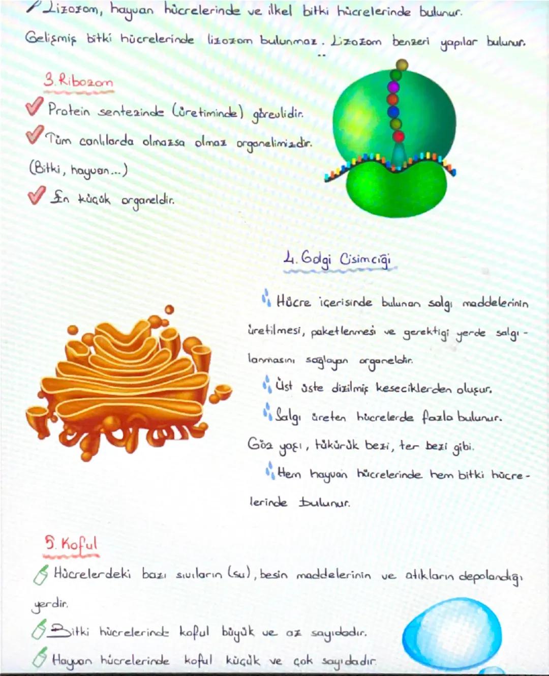 ΣHÚC
HÜCRE
K
Canlıların, canlılık özelliği gösteren en küçük yapı ve görev birimine hücre
denir.
Hücreler çok küçük yapılı olduklarından dol