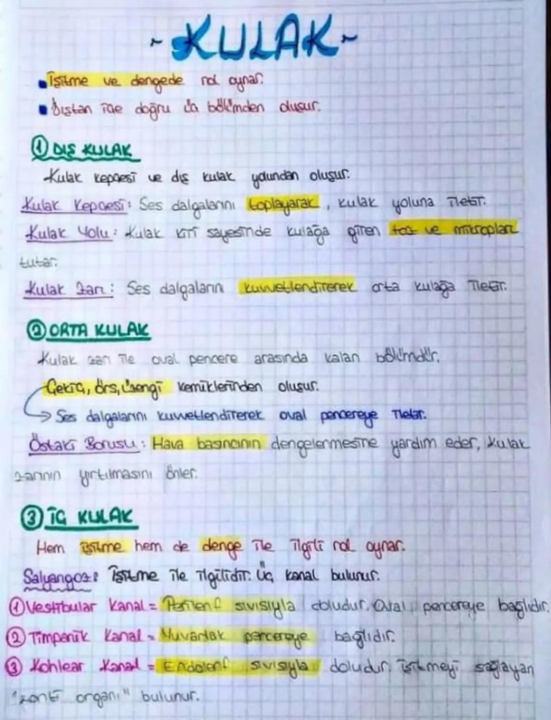 -KULAK-
• Isitme ve dengede nd oynar.
• Dıştan Tae doğru da bölümden dusur.
①DIS KULAK
Kulak kepresi ve dış kulak yolundan oluşur.
Kula