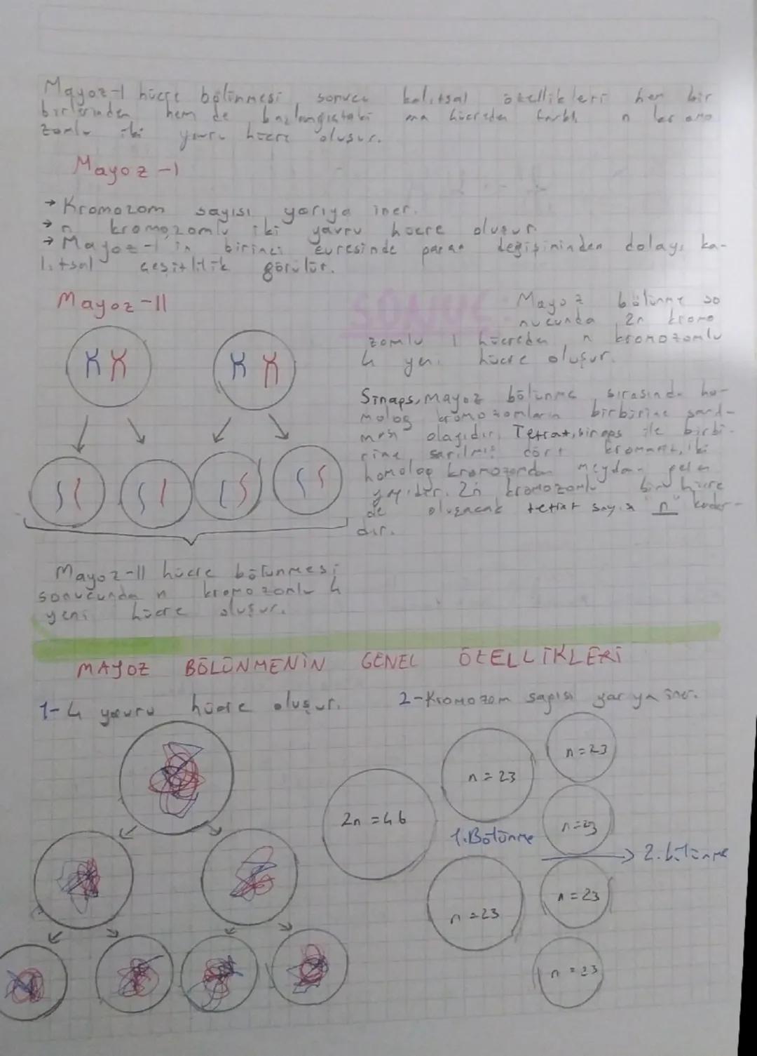 Mayoz + hiere belinmesi sorver
kelitsal
birlerinde
de
your
baz langistaba
heere elusur.
42
Mayoz -1
→ Kromozom
Sayısı yarıya iner.
ki
kromoz