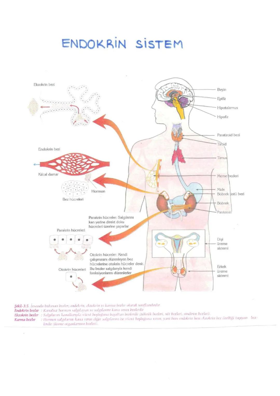 --- OCR Start ---
Ekzokrin bezi
Endokrin bezi
Kılcal damar
ENDOKRİN SİSTEM
Hormon
Bez hücreleri
Parakrin hücreler: Salgılarını
kan yerine di
