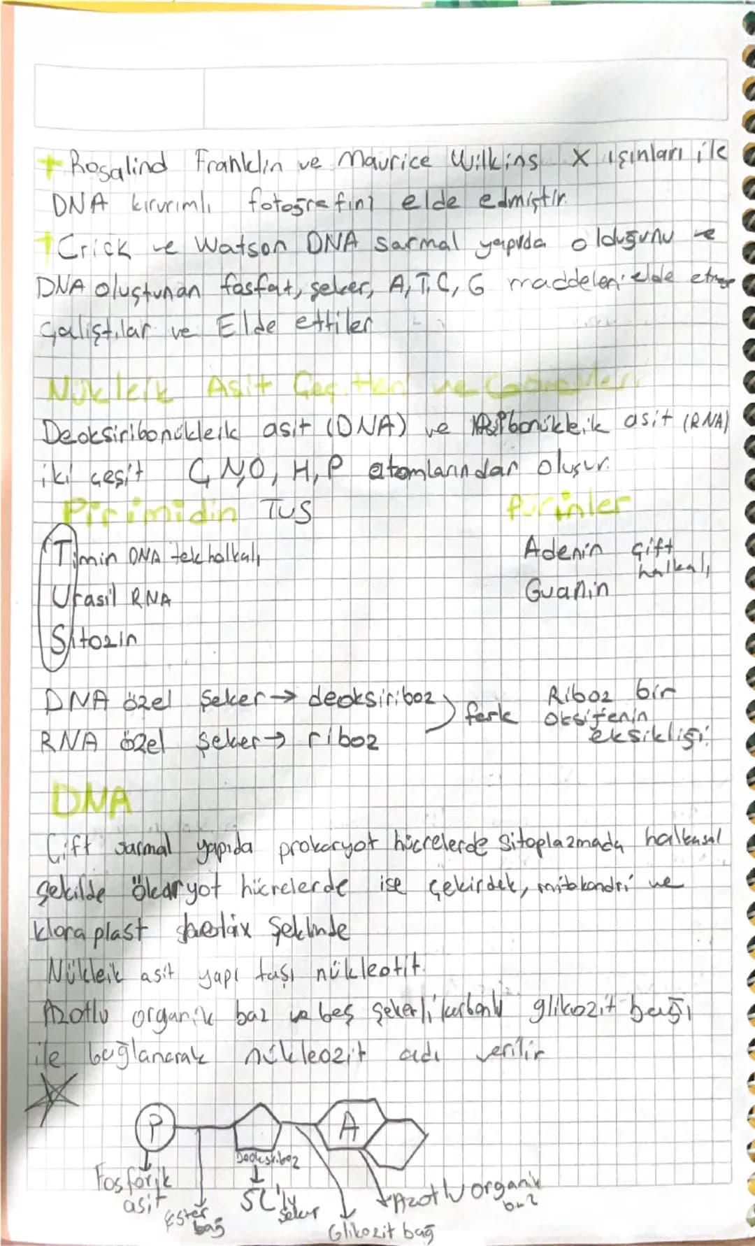 # BİYOLOJİ
## Nükleik Asitlerin Keşfi
- İlk olarak Friedrich Miescher tarafından nüklein adı
Verilen moleküllere günümüzde çekirdekte buluna