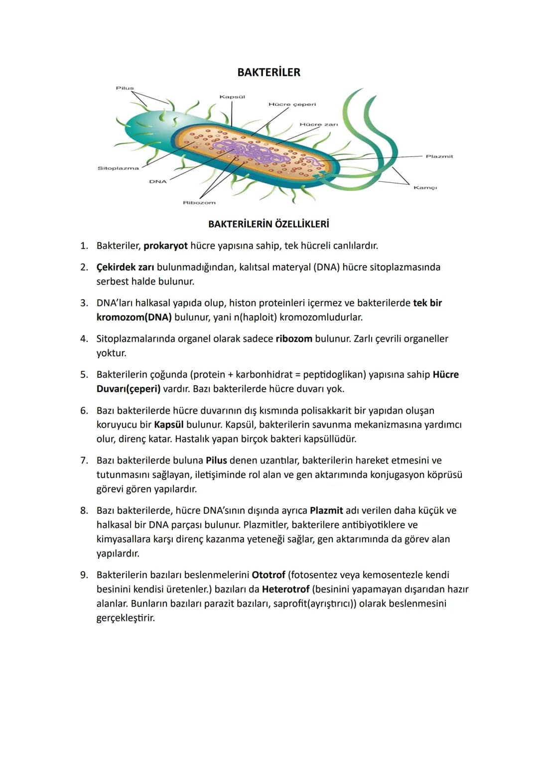 # BAKTERİLER
Pilus
Kapsül
Hücre çeperi
Hücre zarı
Plazmit
Kamçı
Sitoplazma
DNA
Ribozom
## BAKTERİLERİN ÖZELLİKLERİ
1. Bakteriler, **prokary