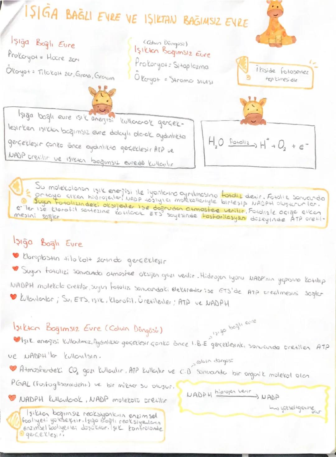 # BİYOLOJİ
Enerjinin Önemi
* Enerji Depolanamoz. Anlik darok Gretilir ve tüketilir.
$CO₂ + H₂O \xrightarrow{klorofil} Besin + O2$
Inarg