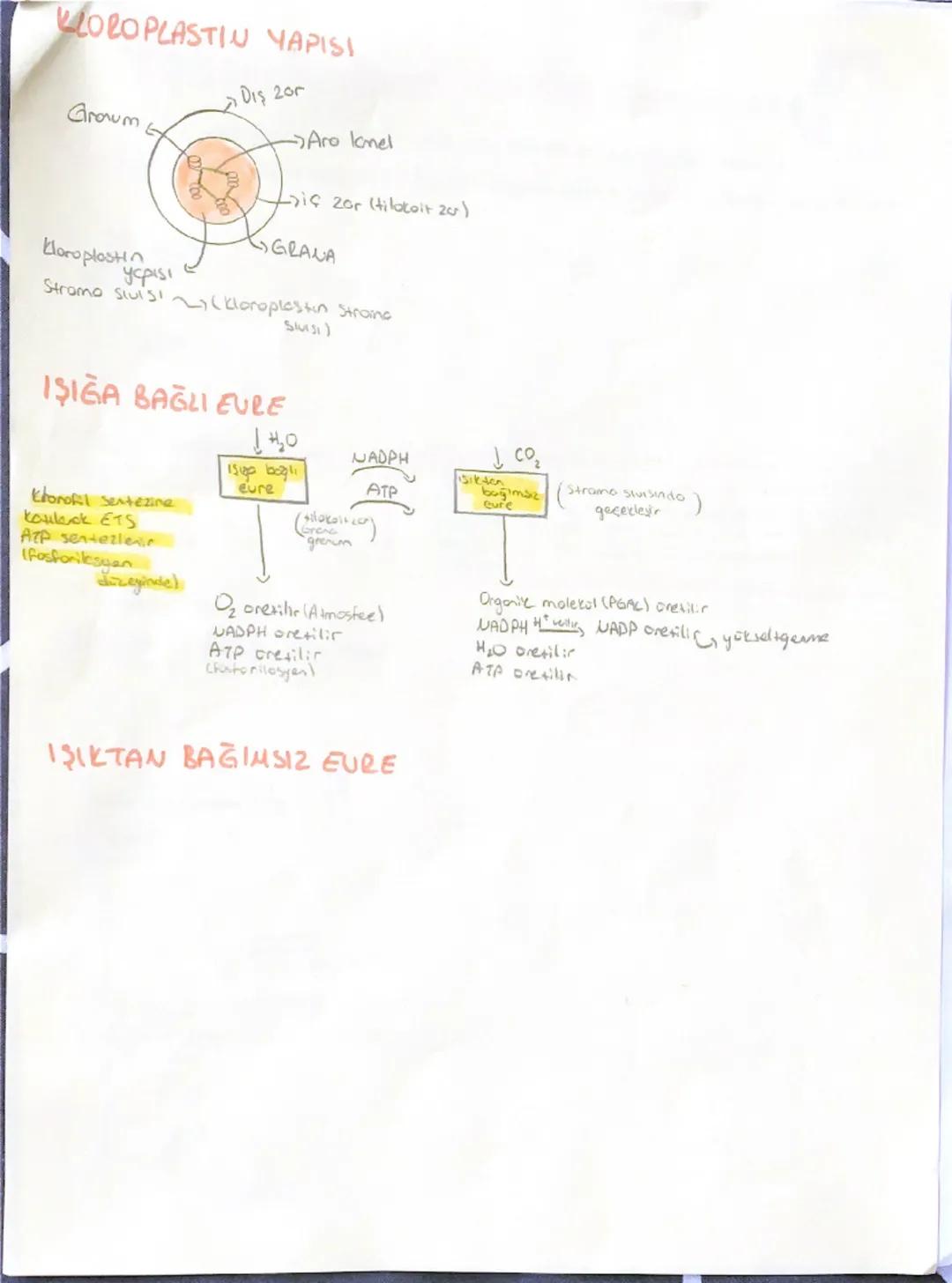 # BİYOLOJİ
Enerjinin Önemi
* Enerji Depolanamoz. Anlik darok Gretilir ve tüketilir.
$CO₂ + H₂O \xrightarrow{klorofil} Besin + O2$
Inarg