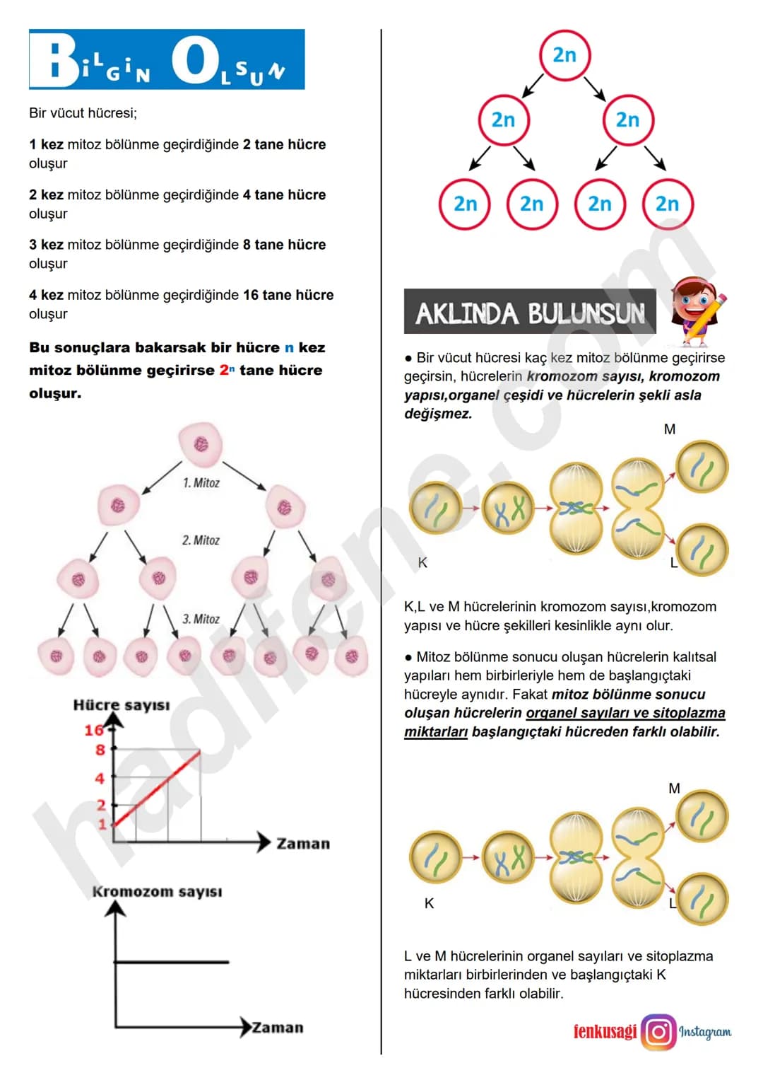 # MİTOZ BÖLÜNME
## 7.SINIF 2.ÜNİTE
## HÜCRE VE BÖLÜNMELER
Ali Hocayla
Hadi Fene
www.hadifene.com
## Hücre Bölünmesi
Hücreler belirli bir