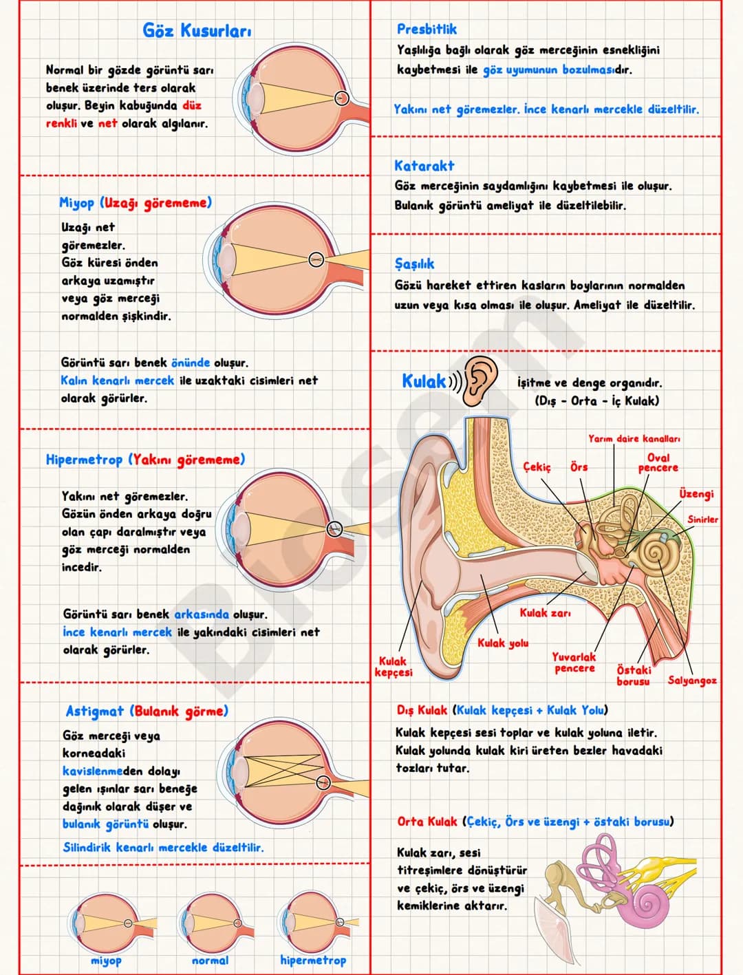 # Duyu Organları
## Sert Tabaka (Sklera)
Bağ dokudan oluşur.
Gözün önüne doğru saydamlaşıp
kornea'yı oluşturur.
Sert/
Tabaka
İris
Göz
bebe