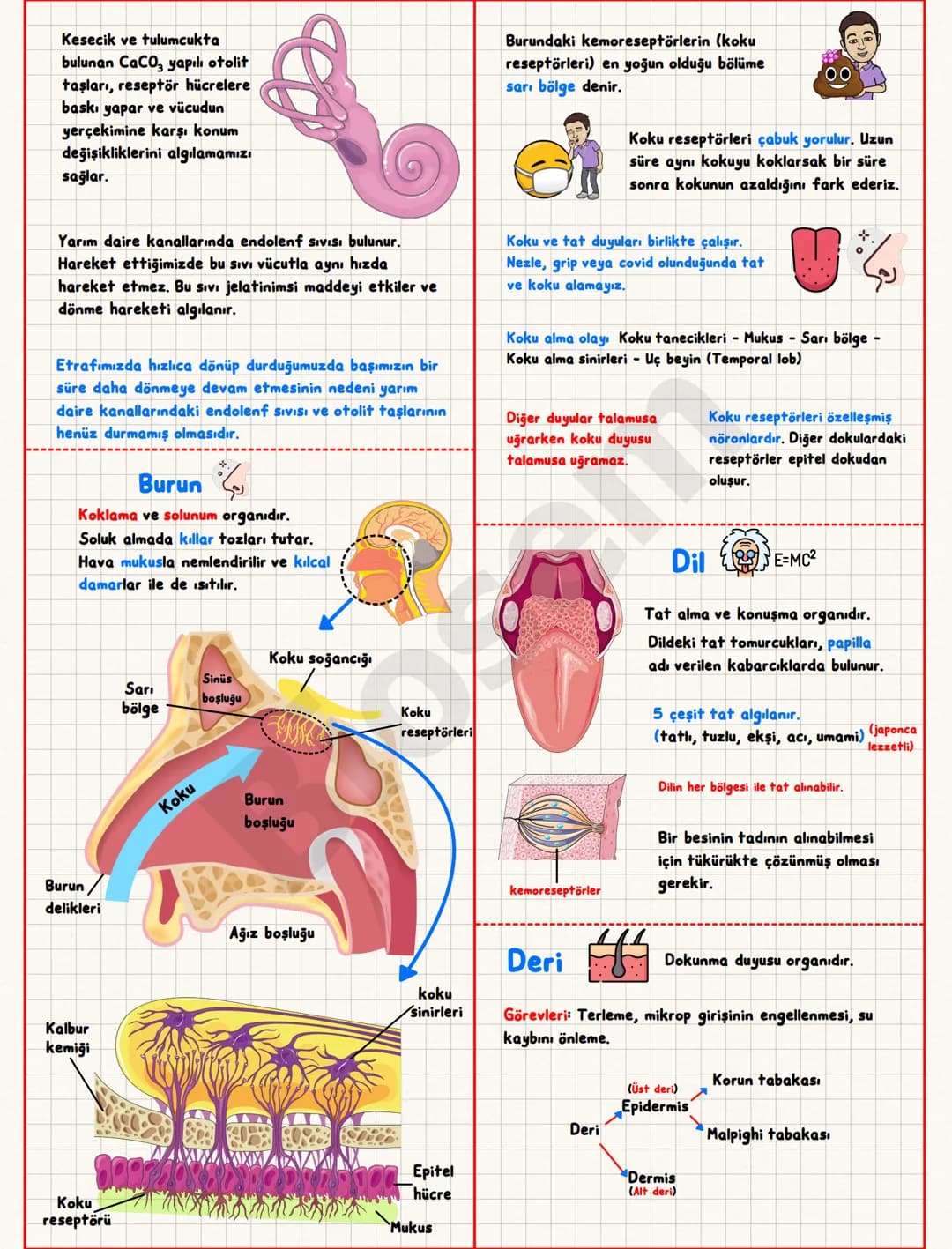 # Duyu Organları
## Sert Tabaka (Sklera)
Bağ dokudan oluşur.
Gözün önüne doğru saydamlaşıp
kornea'yı oluşturur.
Sert/
Tabaka
İris
Göz
bebe