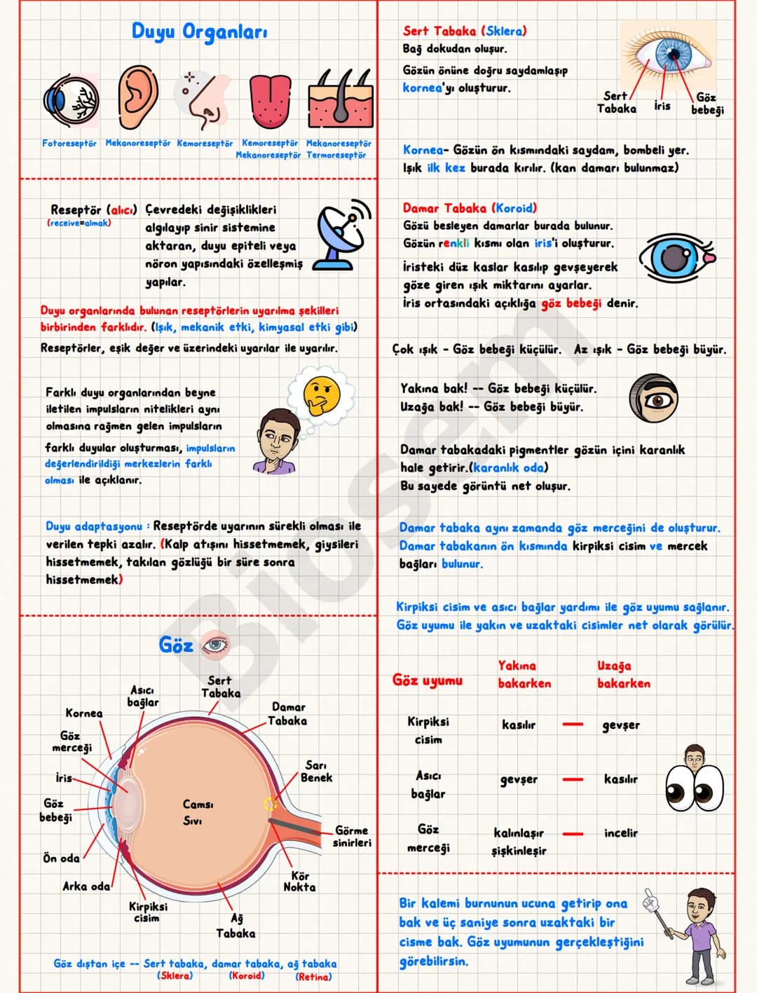 # Duyu Organları
## Sert Tabaka (Sklera)
Bağ dokudan oluşur.
Gözün önüne doğru saydamlaşıp
kornea'yı oluşturur.
Sert/
Tabaka
İris
Göz
bebe
