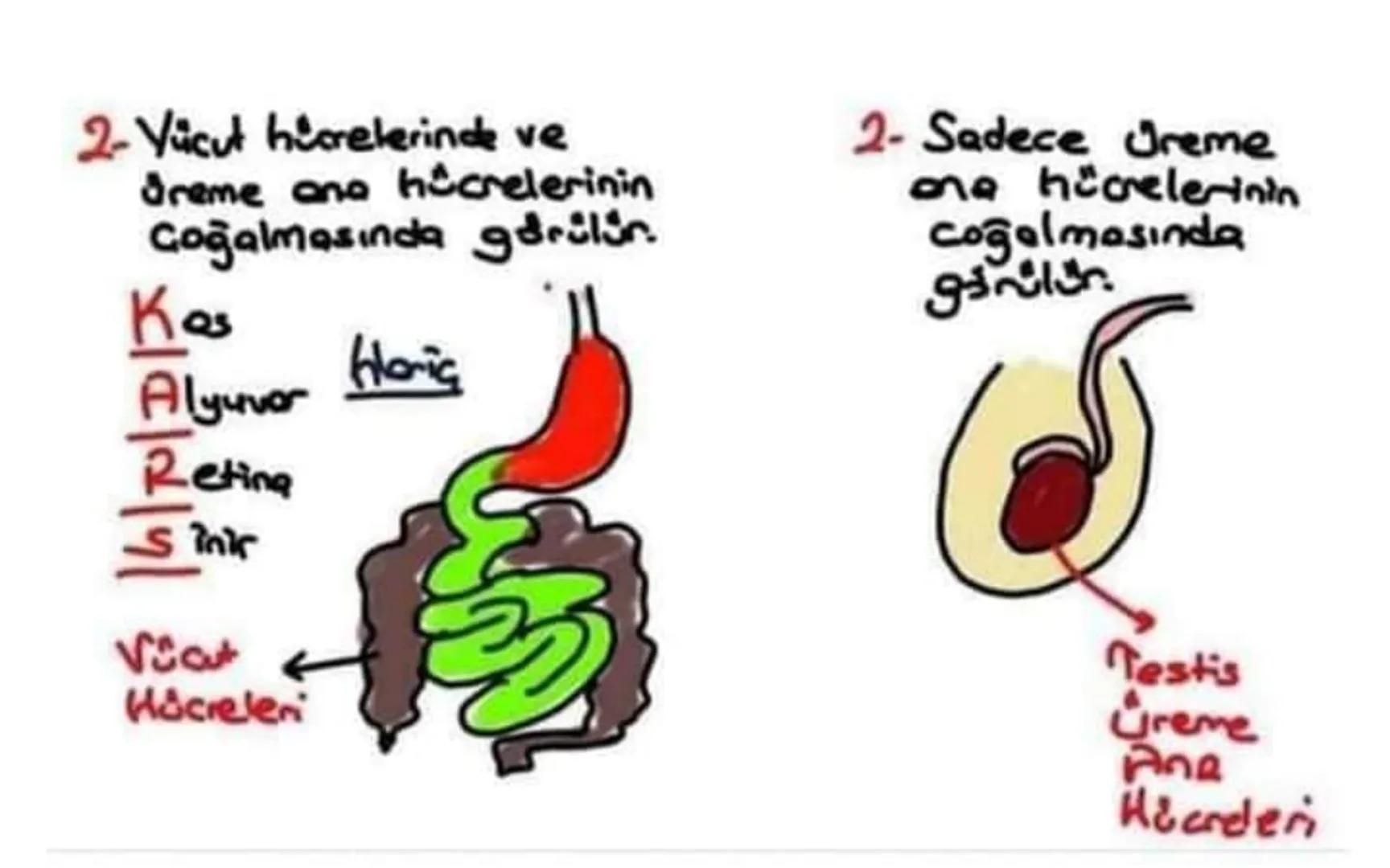 2- Vücut hicrelerinde ve
üreme ana hücrelerinin
çoğalmasında görülür.
Kas
Alyuvor floris
Retina
Sinir
Vict
Hücreleri
2- Sadece Ureme
one hüc
