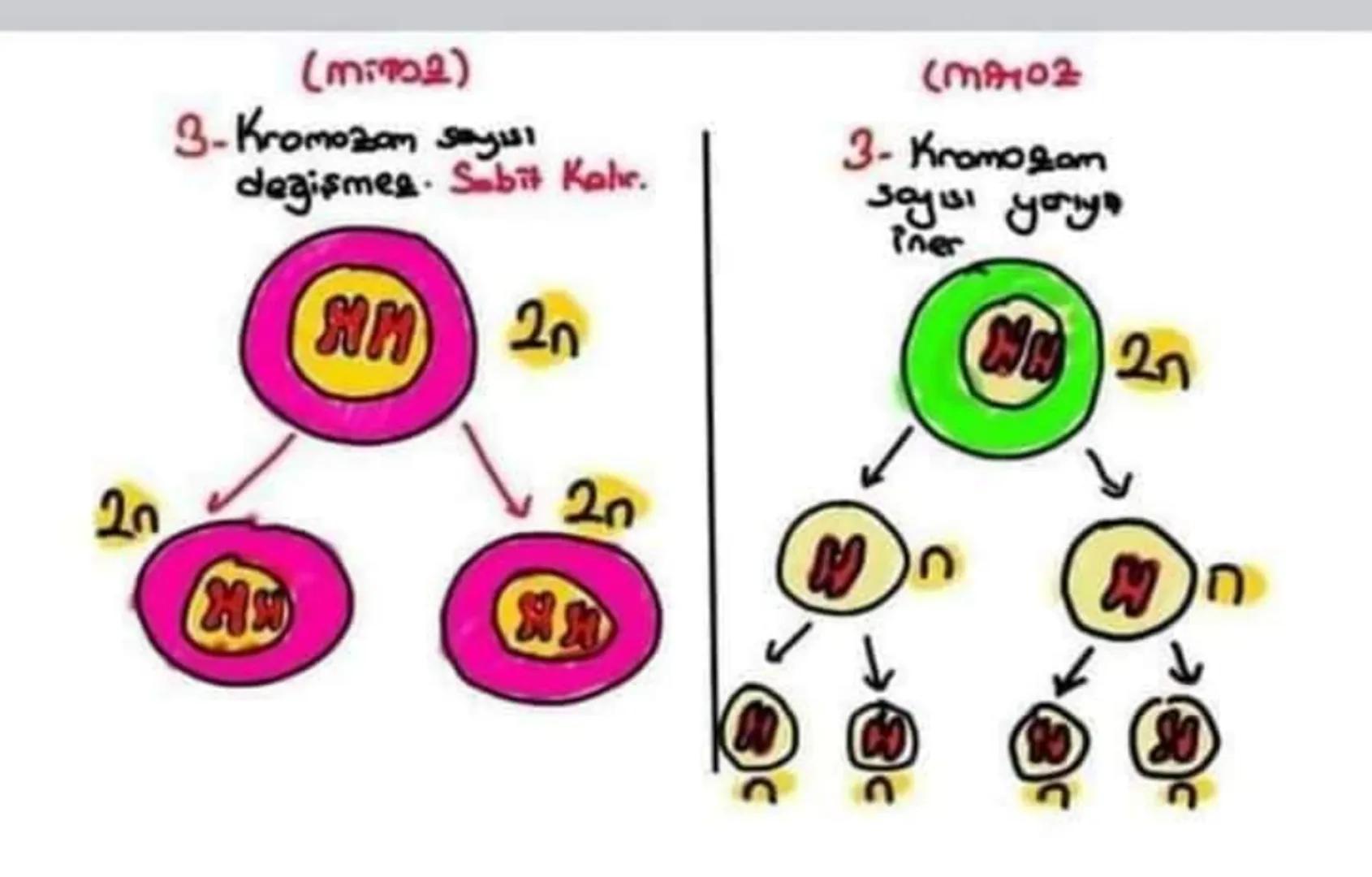 2- Vücut hicrelerinde ve
üreme ana hücrelerinin
çoğalmasında görülür.
Kas
Alyuvor floris
Retina
Sinir
Vict
Hücreleri
2- Sadece Ureme
one hüc