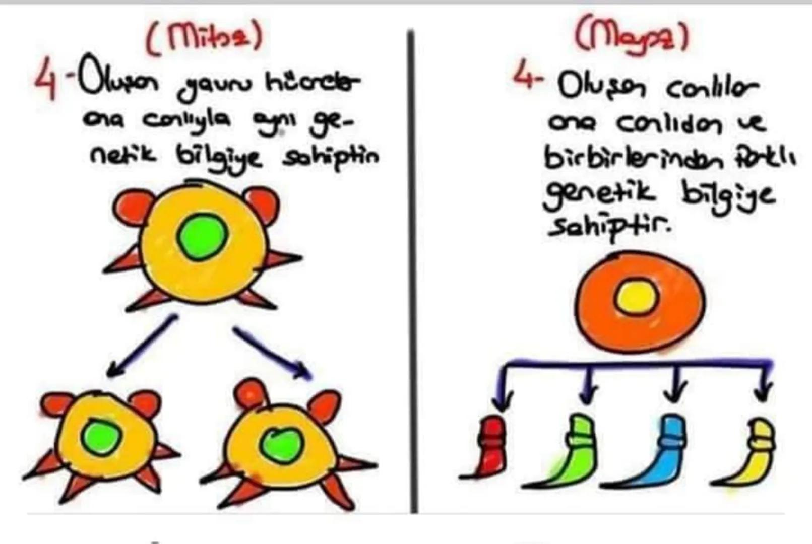 2- Vücut hicrelerinde ve
üreme ana hücrelerinin
çoğalmasında görülür.
Kas
Alyuvor floris
Retina
Sinir
Vict
Hücreleri
2- Sadece Ureme
one hüc