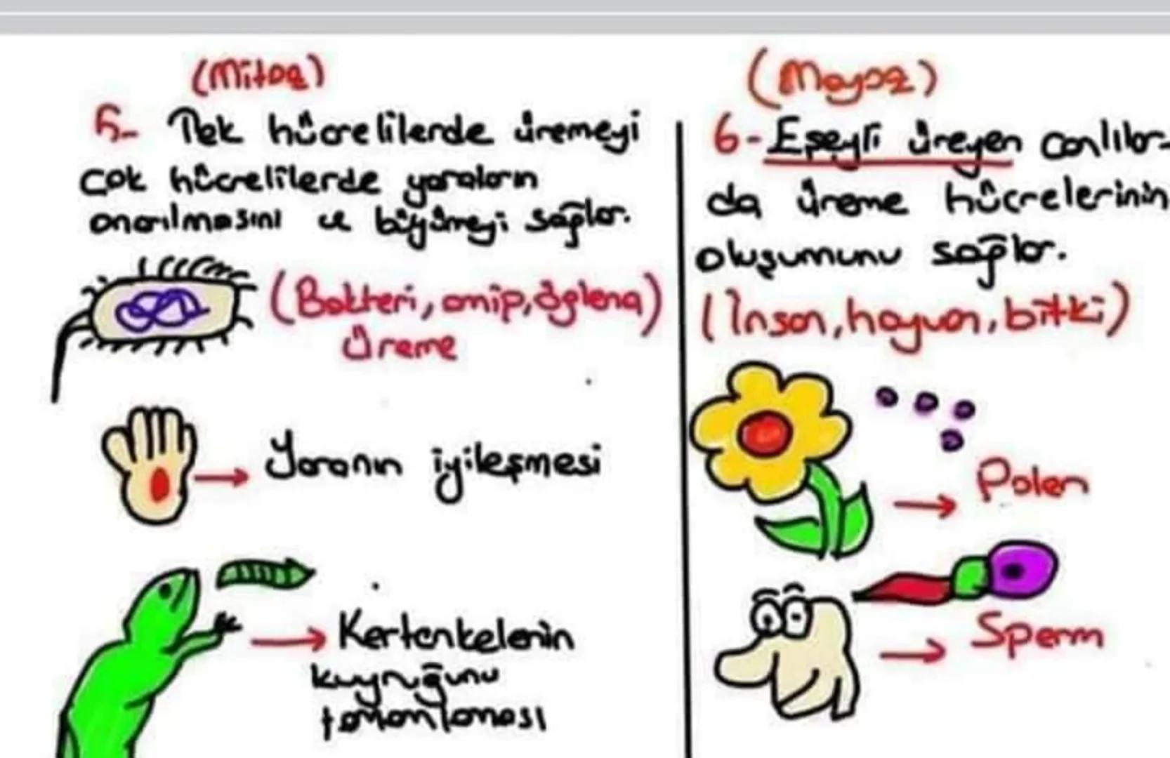 2- Vücut hicrelerinde ve
üreme ana hücrelerinin
çoğalmasında görülür.
Kas
Alyuvor floris
Retina
Sinir
Vict
Hücreleri
2- Sadece Ureme
one hüc