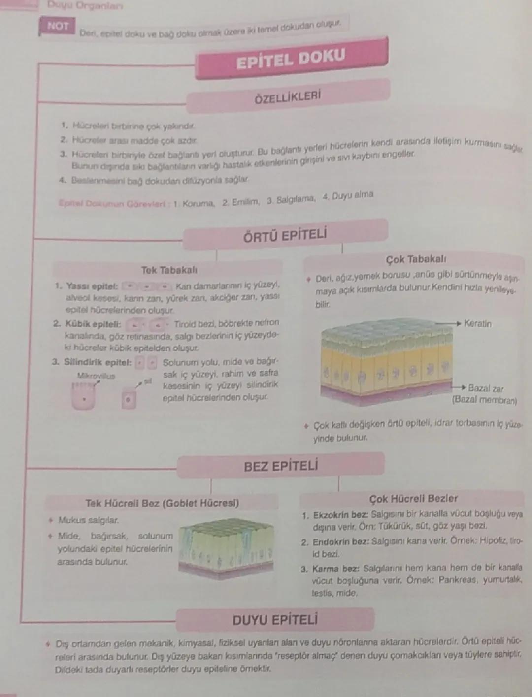 --- OCR Start ---
DERİ
YAPISI
ÜST DERİ (EPİDERMİS)
• Örtü epitelinden oluşur. Çok tabakalı epitel-
den oluşmuştur.
Kan damarları bulunmaz.
•