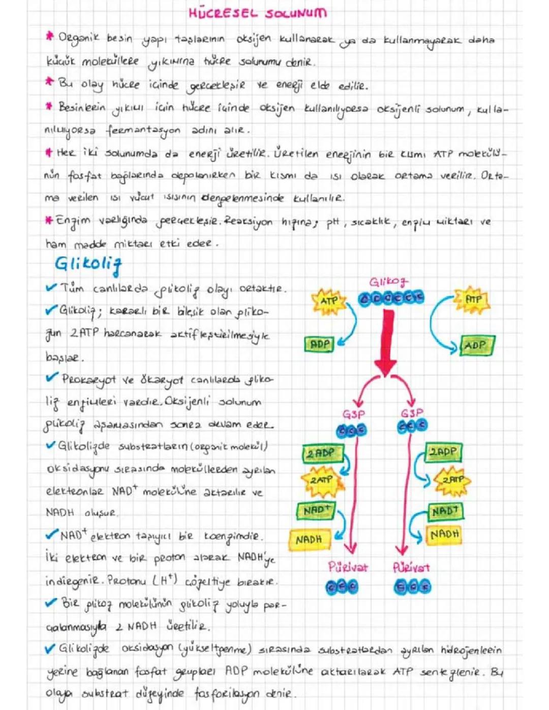 TYT Biyoloji: Hücresel Solunumun Temelleri