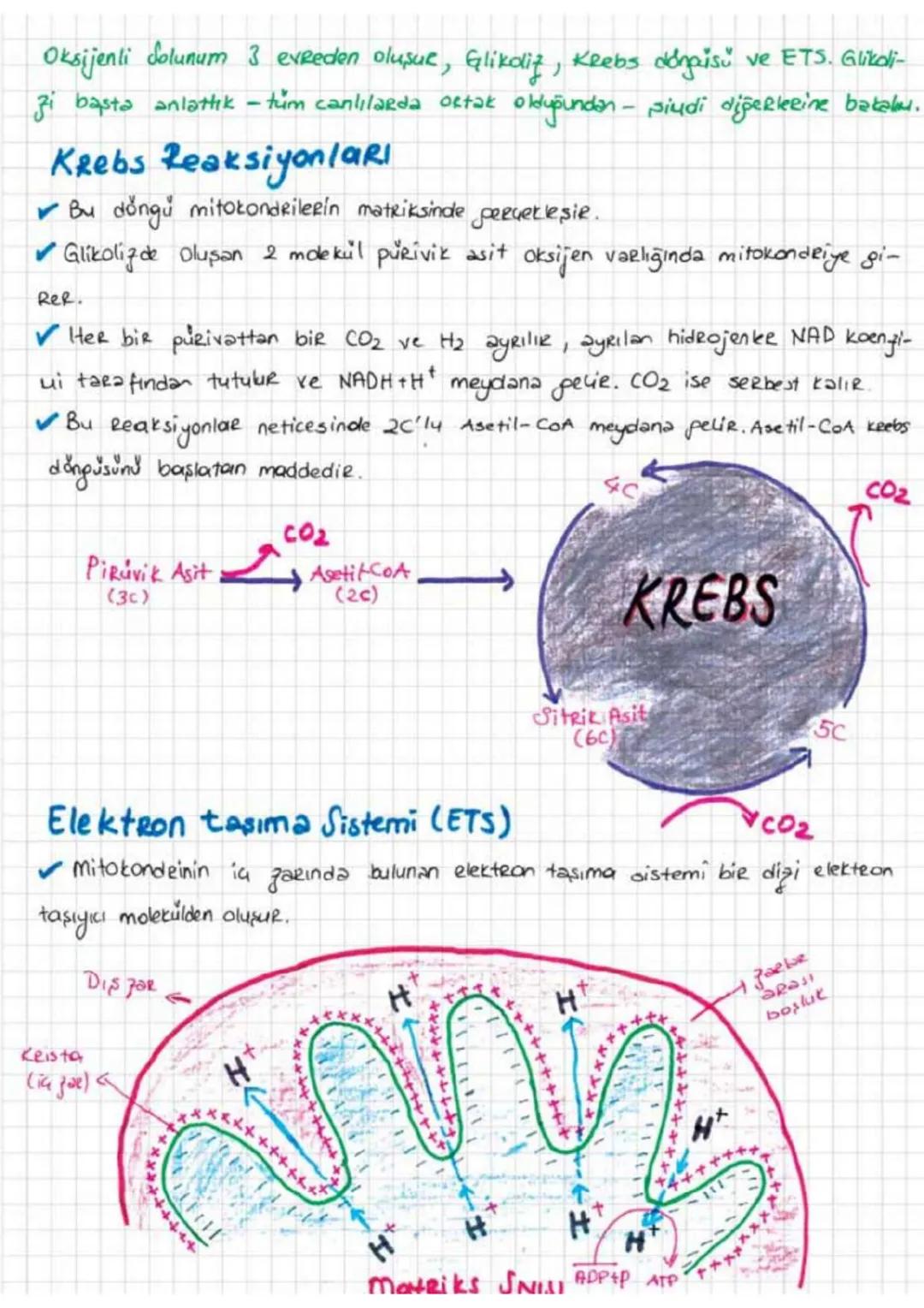 HÜCRESEL SOLUNUM
Deganik besin
yapı taşlarının oksijen kullanarak
ص
da kullanmayarak daha
küçük moleküllere yıkımına trucke solunumu denik.