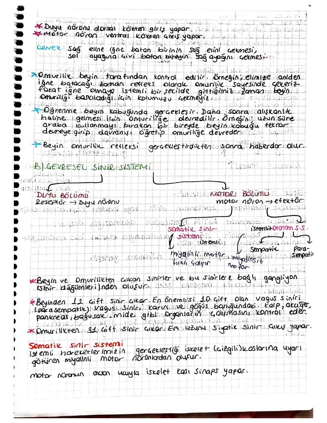 Refleksler ve Sinir Sistemi: Omurilik mi Kontrol Ediyor?